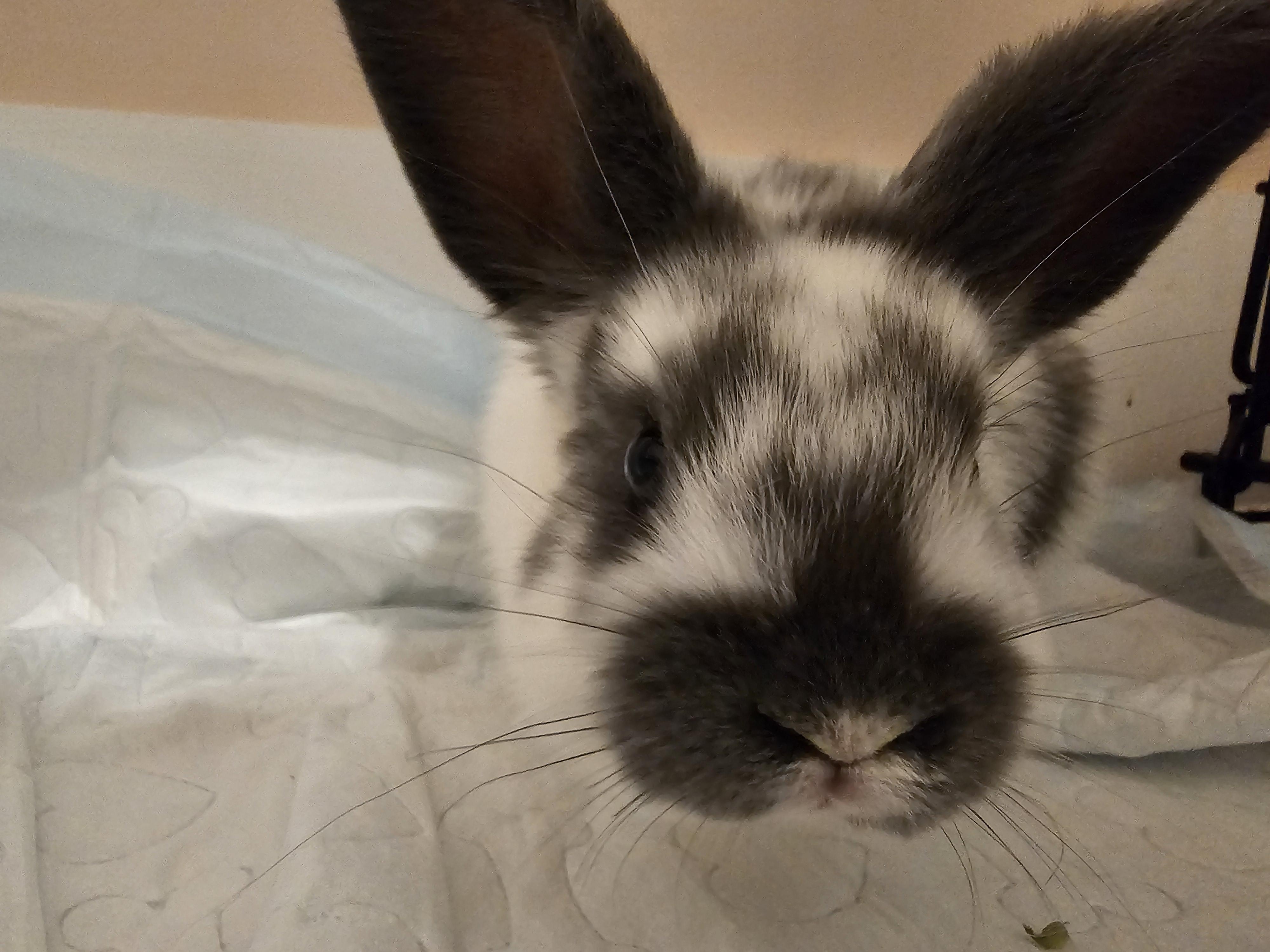 Enlarge FRECKLES, an adopted Bunny Rabbit in Forest Hills, NY image 3/3