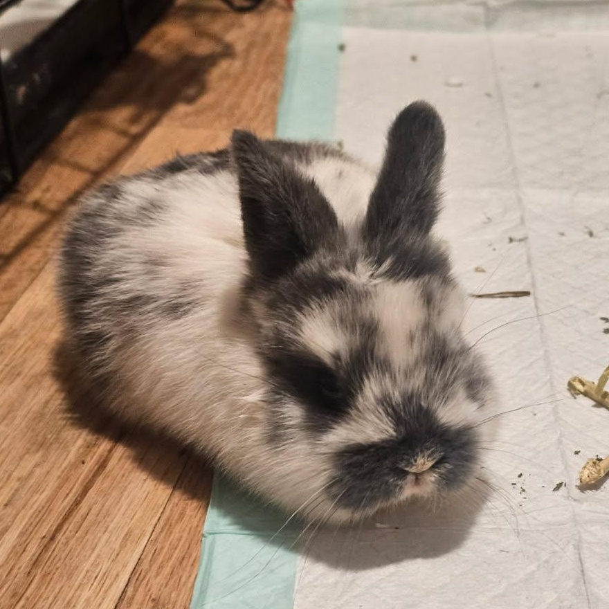 Enlarge FRECKLES, an adopted Bunny Rabbit in Forest Hills, NY image 1/3
