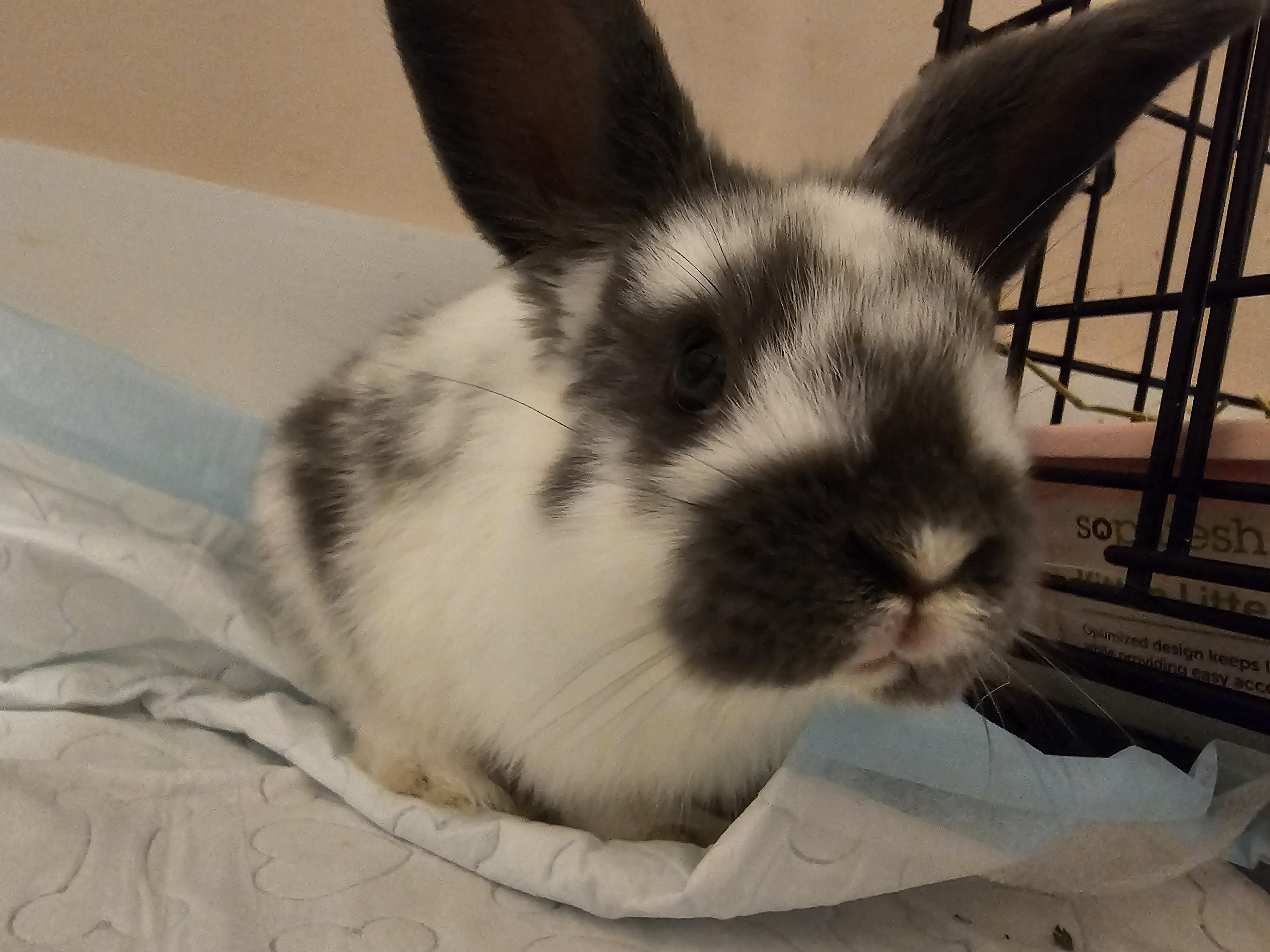 Enlarge FRECKLES, an adopted Bunny Rabbit in Forest Hills, NY image 2/3