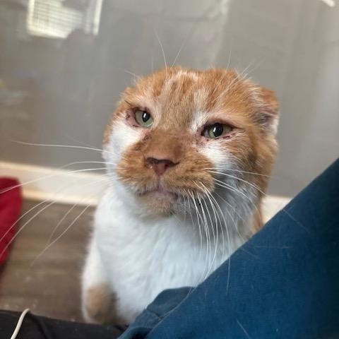 Enlarge Thomas O'Malley, a ADOPTABLE Domestic Short Hair in Hudsonville, MI image 2/6