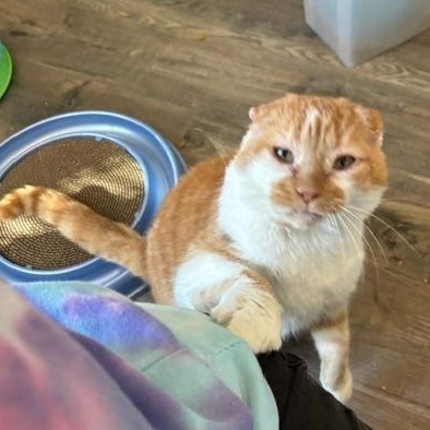 Thomas O'Malley, ADOPTABLE, Senior Male Domestic Short Hair.