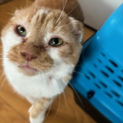 Enlarge Thomas O'Malley, a ADOPTABLE Domestic Short Hair in Hudsonville, MI image 6/6