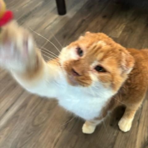 Enlarge Thomas O'Malley, a ADOPTABLE Domestic Short Hair in Hudsonville, MI image 5/6