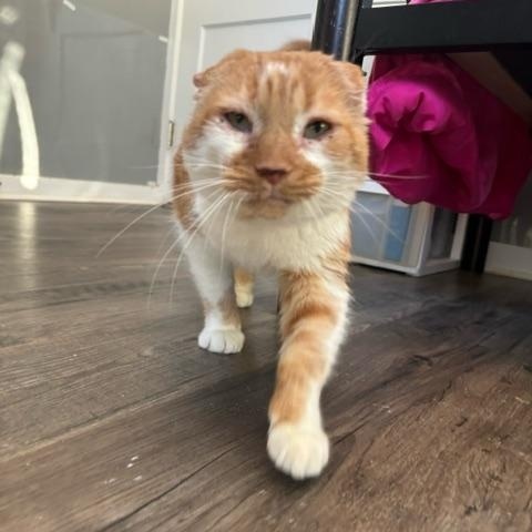 Enlarge Thomas O'Malley, a ADOPTABLE Domestic Short Hair in Hudsonville, MI image 4/6