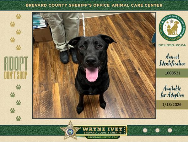 Antoinette, Adoptable, Adult Female Mixed Breed.