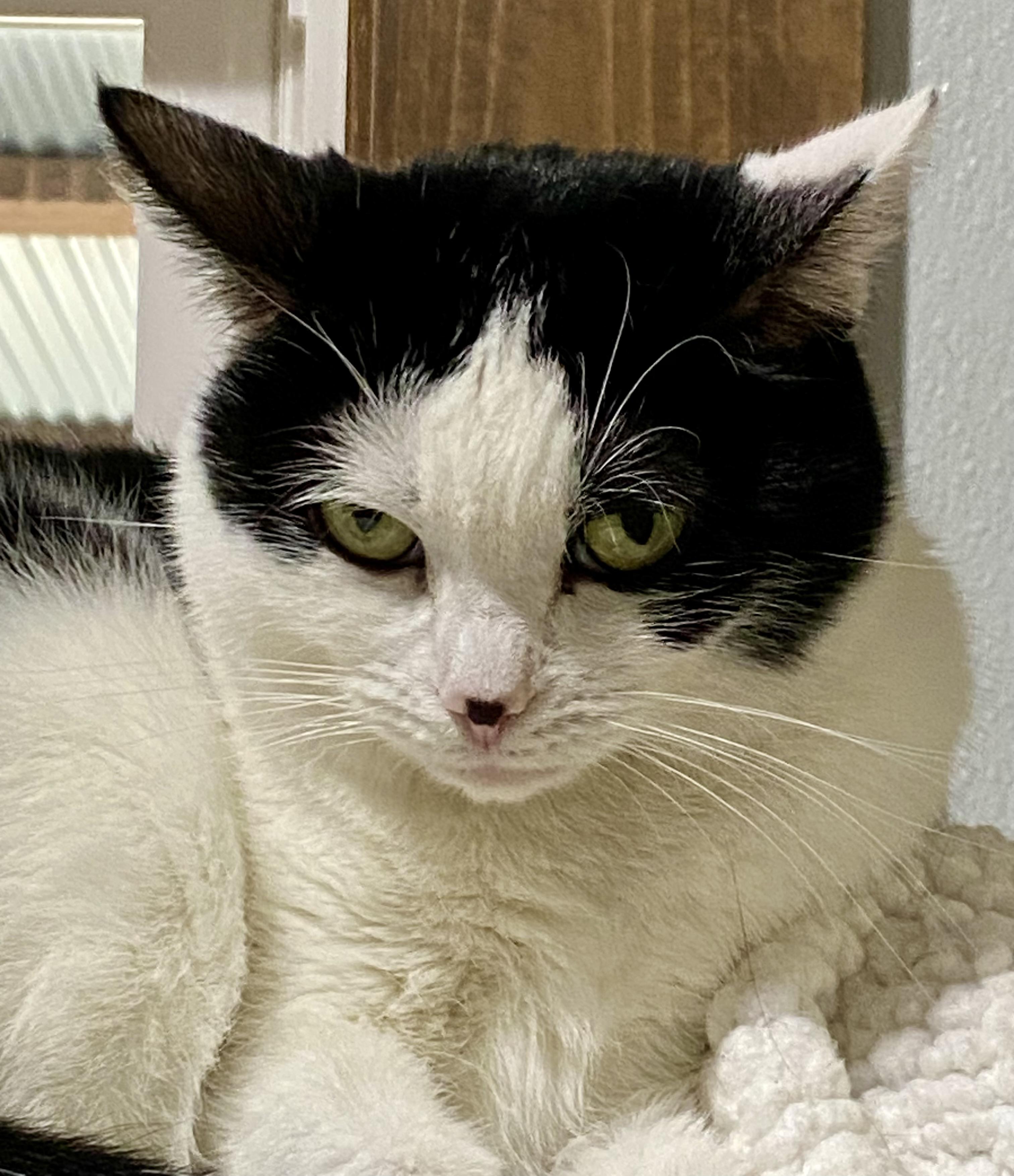 Little Mama, ADOPTABLE, Adult Female American Shorthair.