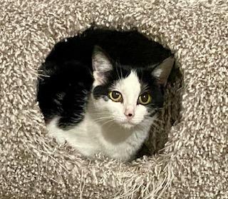 Little Mama, a ADOPTABLE American Shorthair in Fredericksburg, OH image 2/6