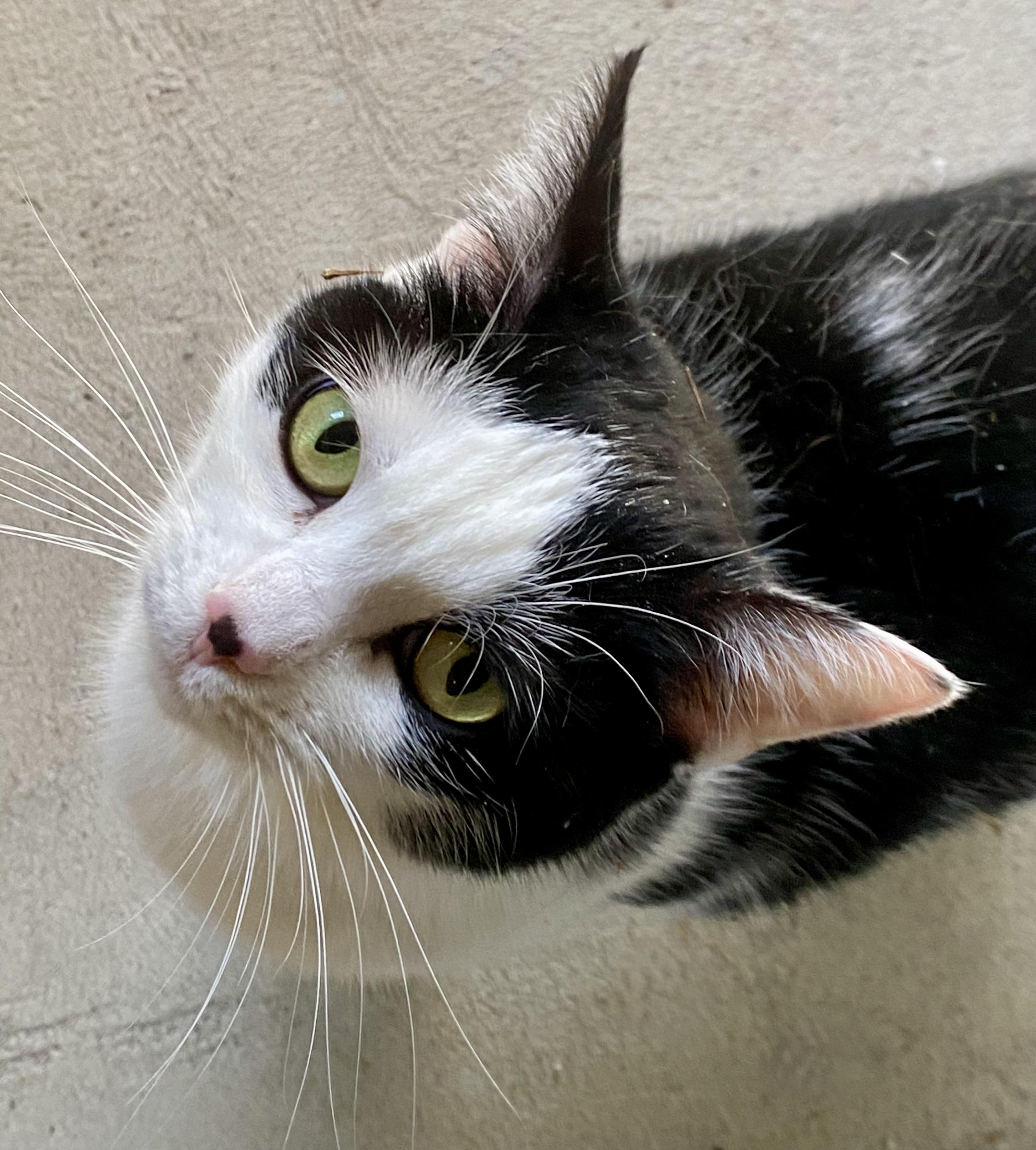 Little Mama, a ADOPTABLE American Shorthair in Fredericksburg, OH image 6/6