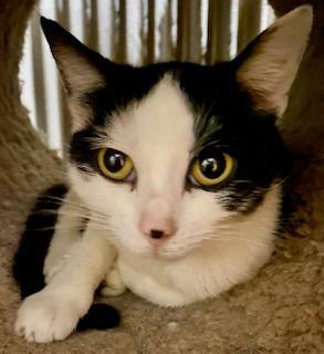Little Mama, a ADOPTABLE American Shorthair in Fredericksburg, OH image 3/6