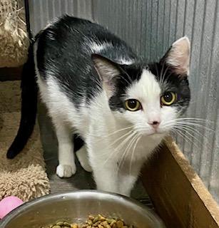 Little Mama, a ADOPTABLE American Shorthair in Fredericksburg, OH image 5/6