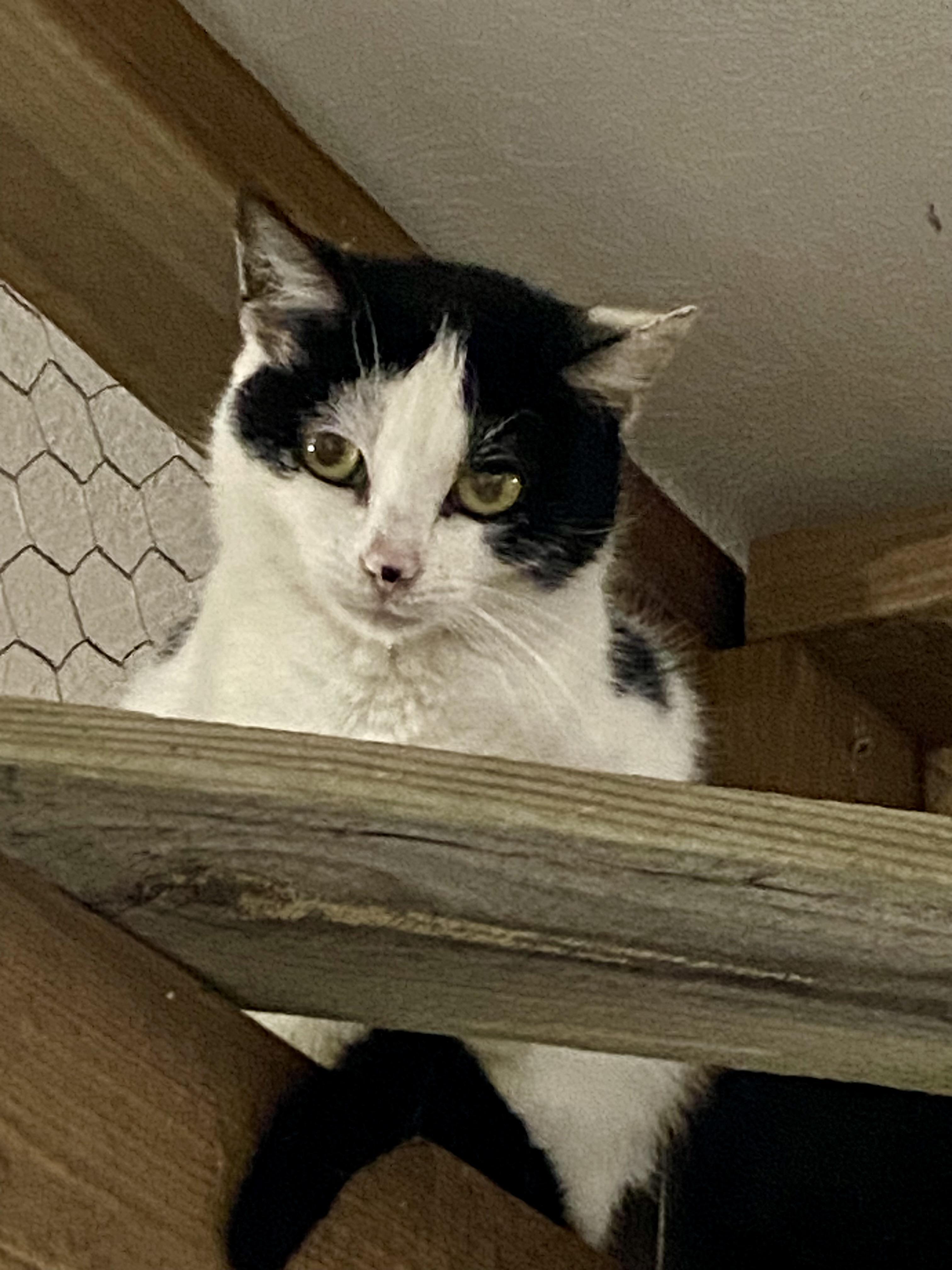Little Mama, a ADOPTABLE American Shorthair in Fredericksburg, OH image 4/6