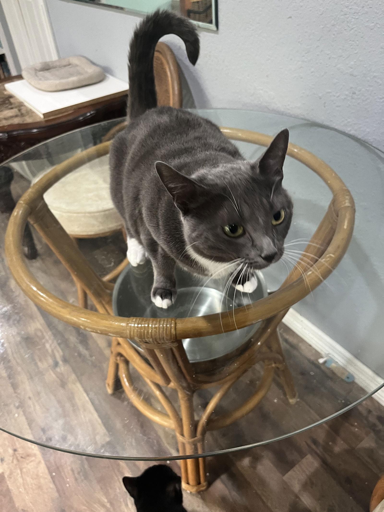 Enlarge Tiny, a Adoptable Domestic Short Hair in Naples, FL image 1/1