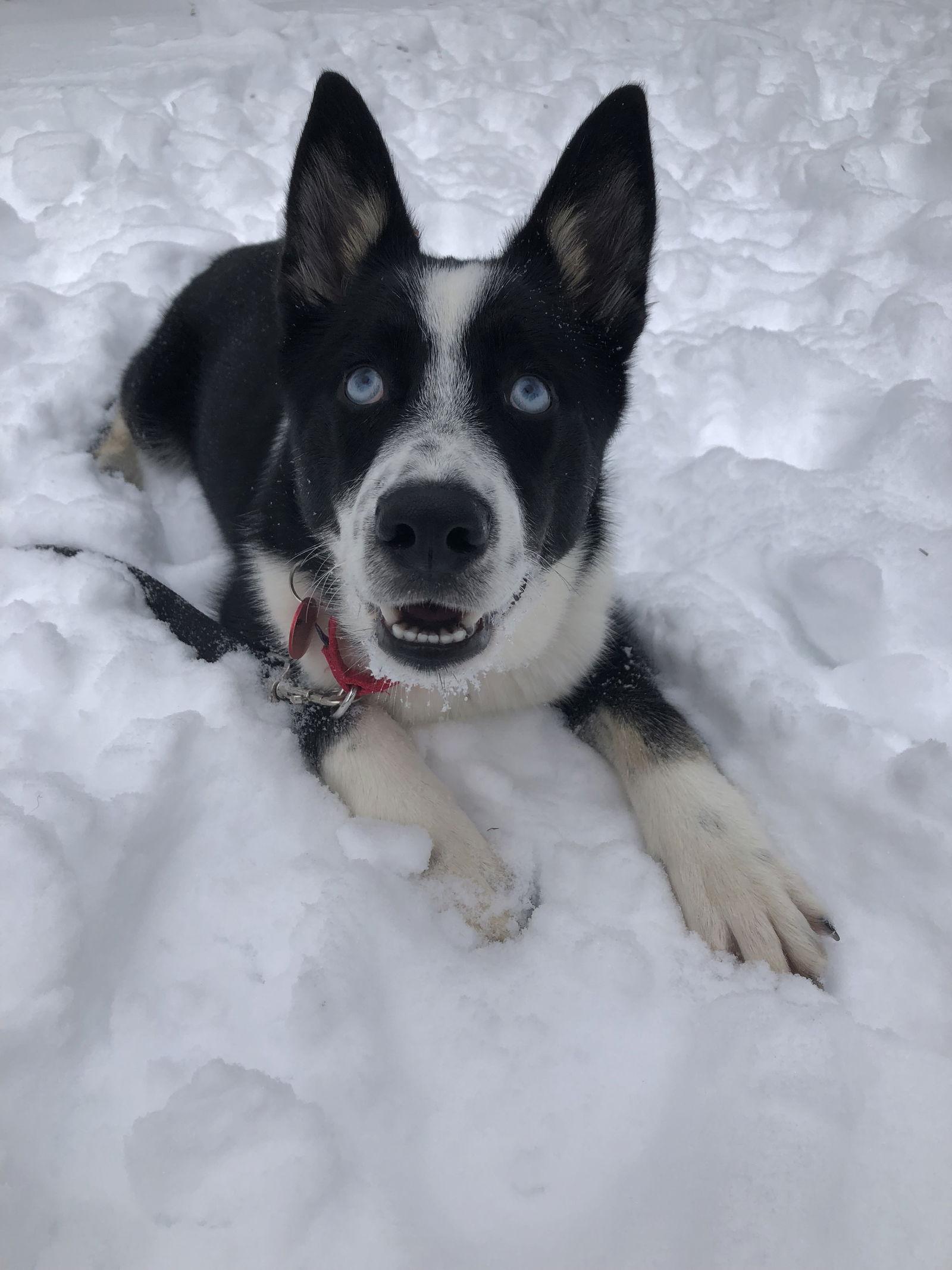 Enlarge Blaze Ski *LOCAL*, a Adopted mixed breed in Wakefield, RI image 1/3