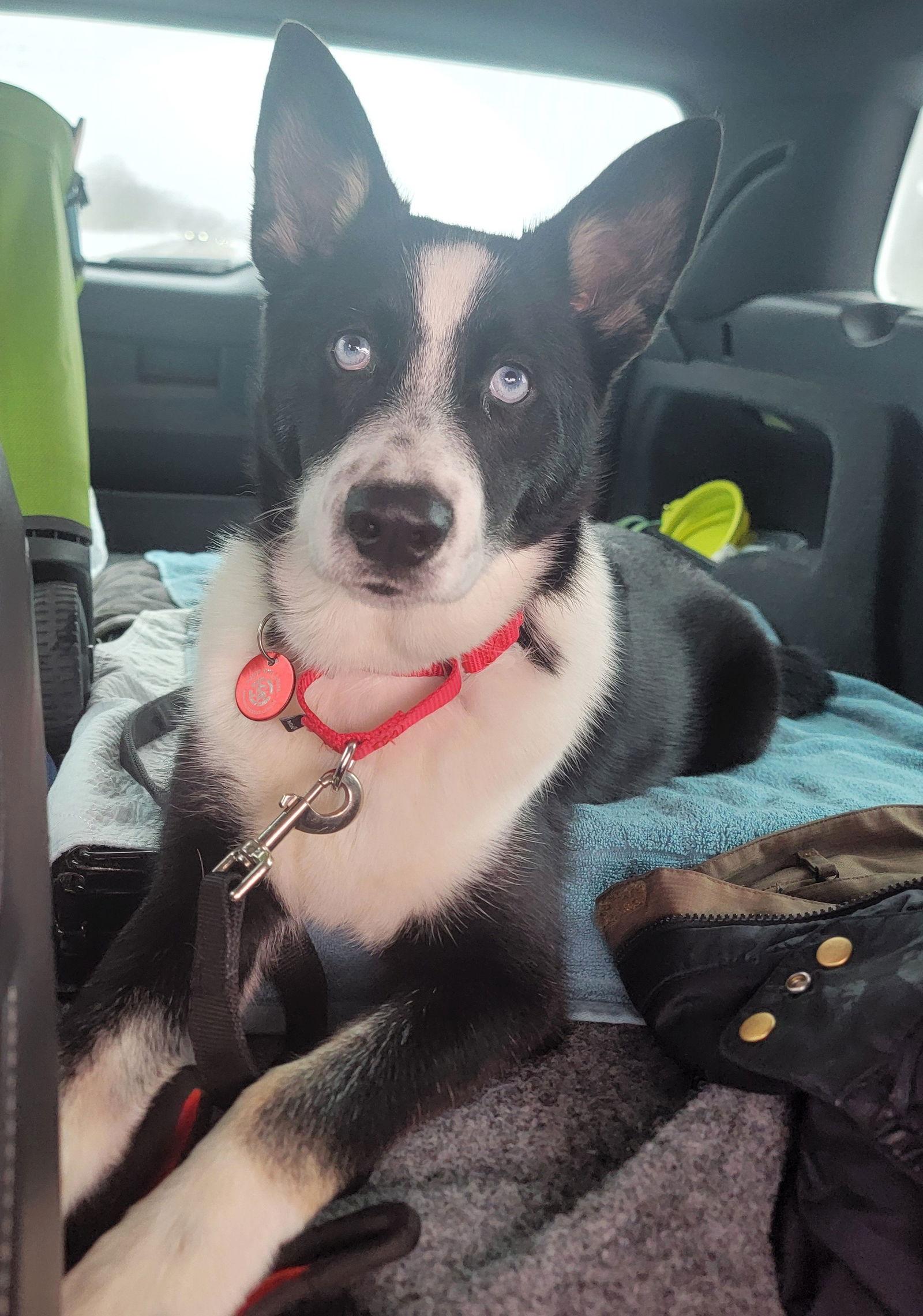 Enlarge Blaze Ski *LOCAL*, a Adopted mixed breed in Wakefield, RI image 2/3