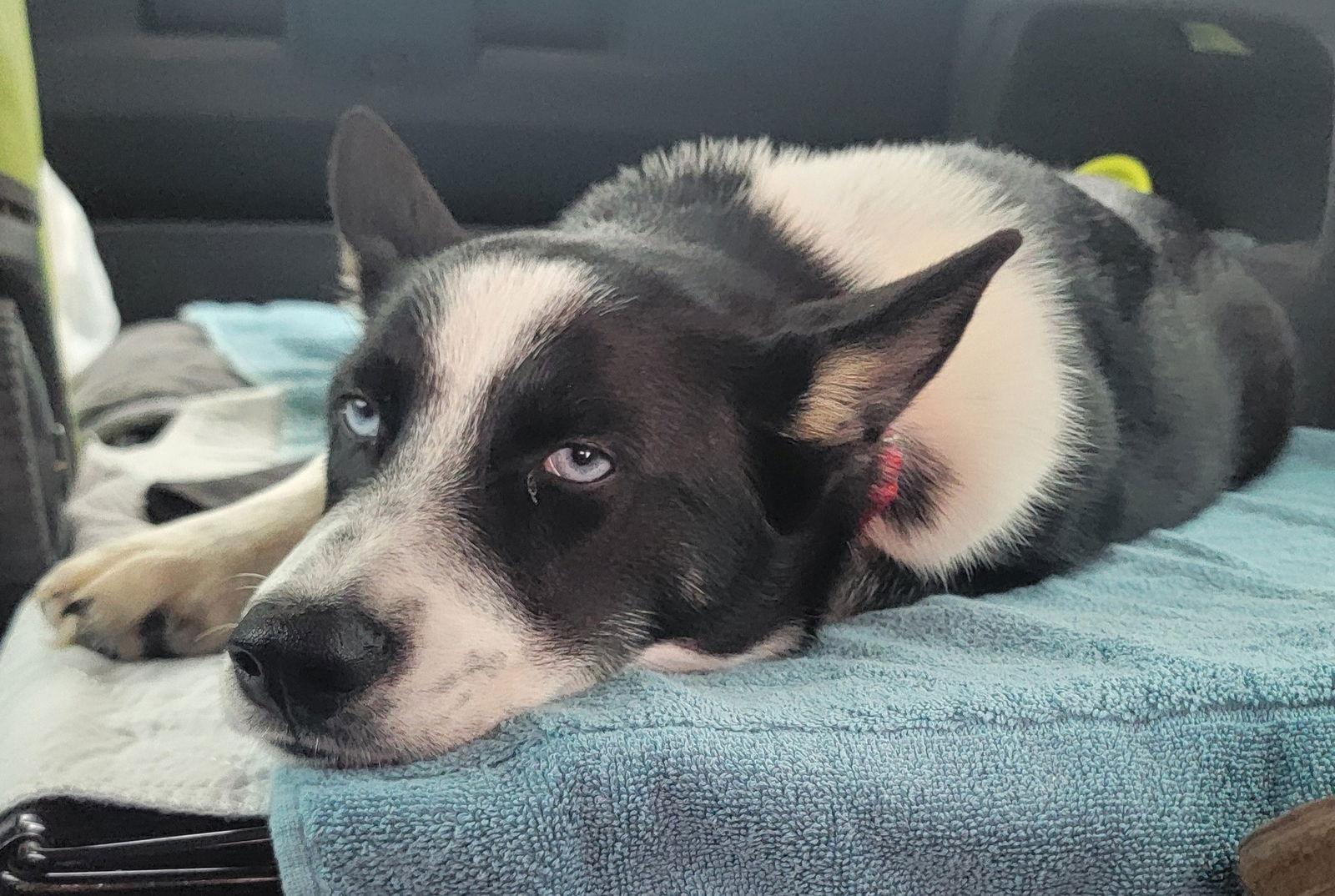 Enlarge Blaze Ski *LOCAL*, a Adopted mixed breed in Wakefield, RI image 3/3