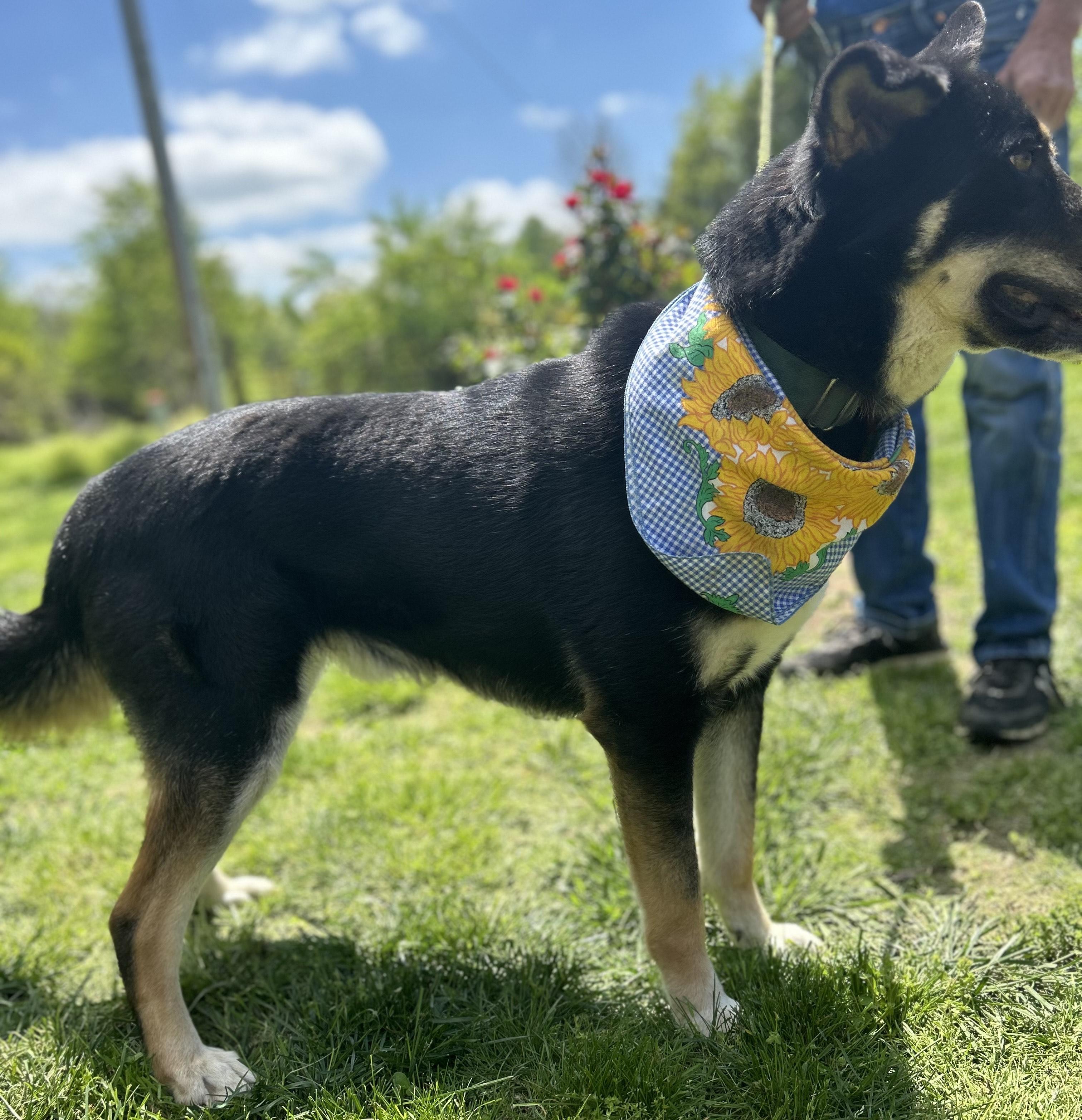 Charlie , an adopted mixed breed in Imperial , MO image 5/5