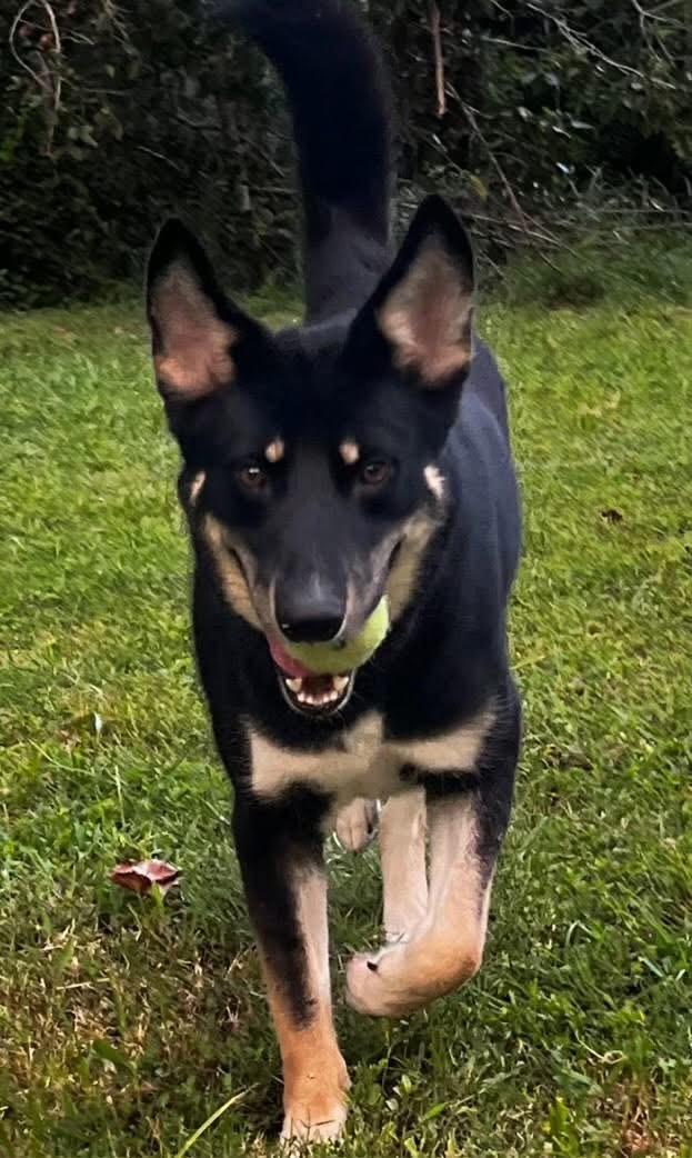 Charlie , an adopted mixed breed in Imperial , MO image 4/5