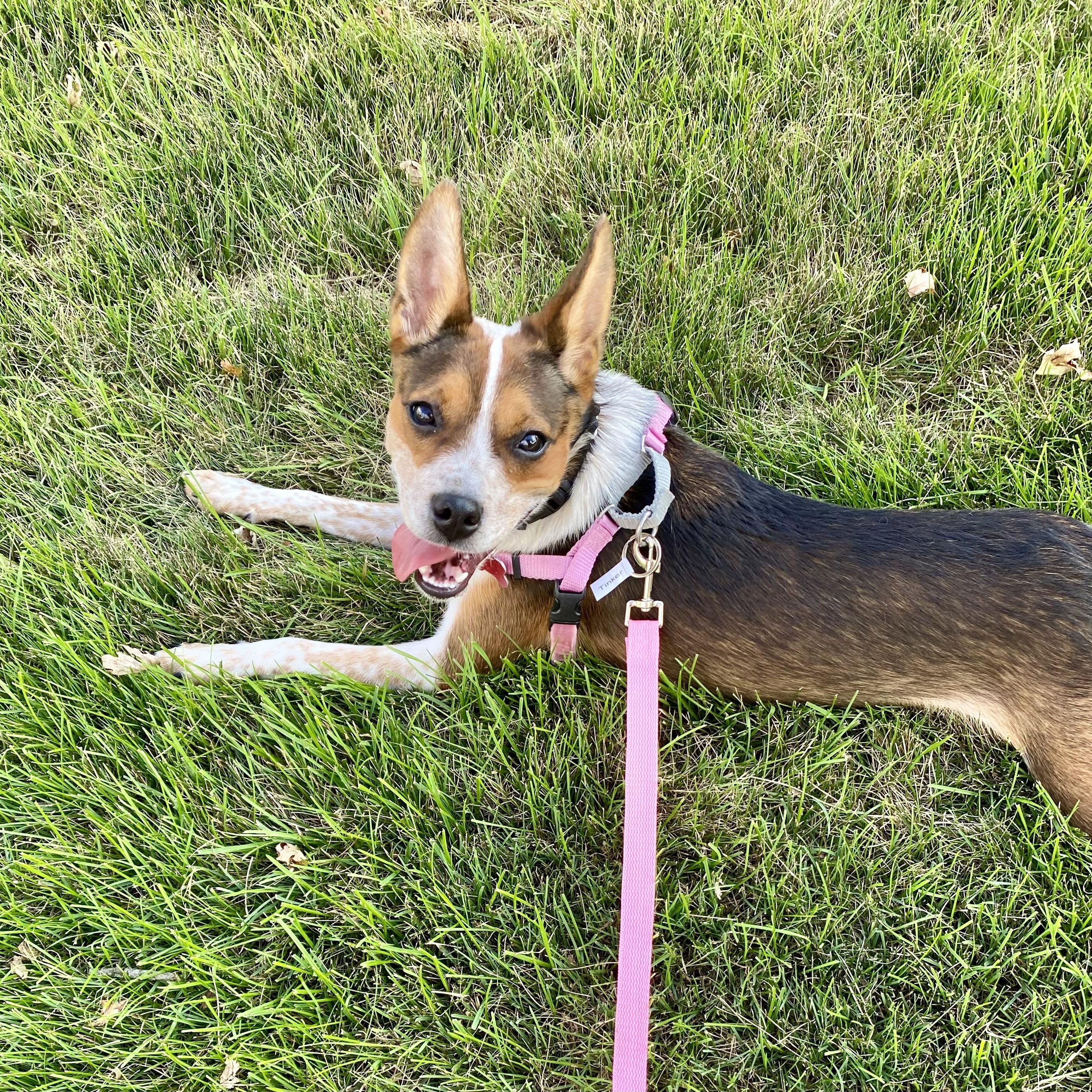 Enlarge Tinker, a Adoptable mixed breed in Detroit, MI image 4/4