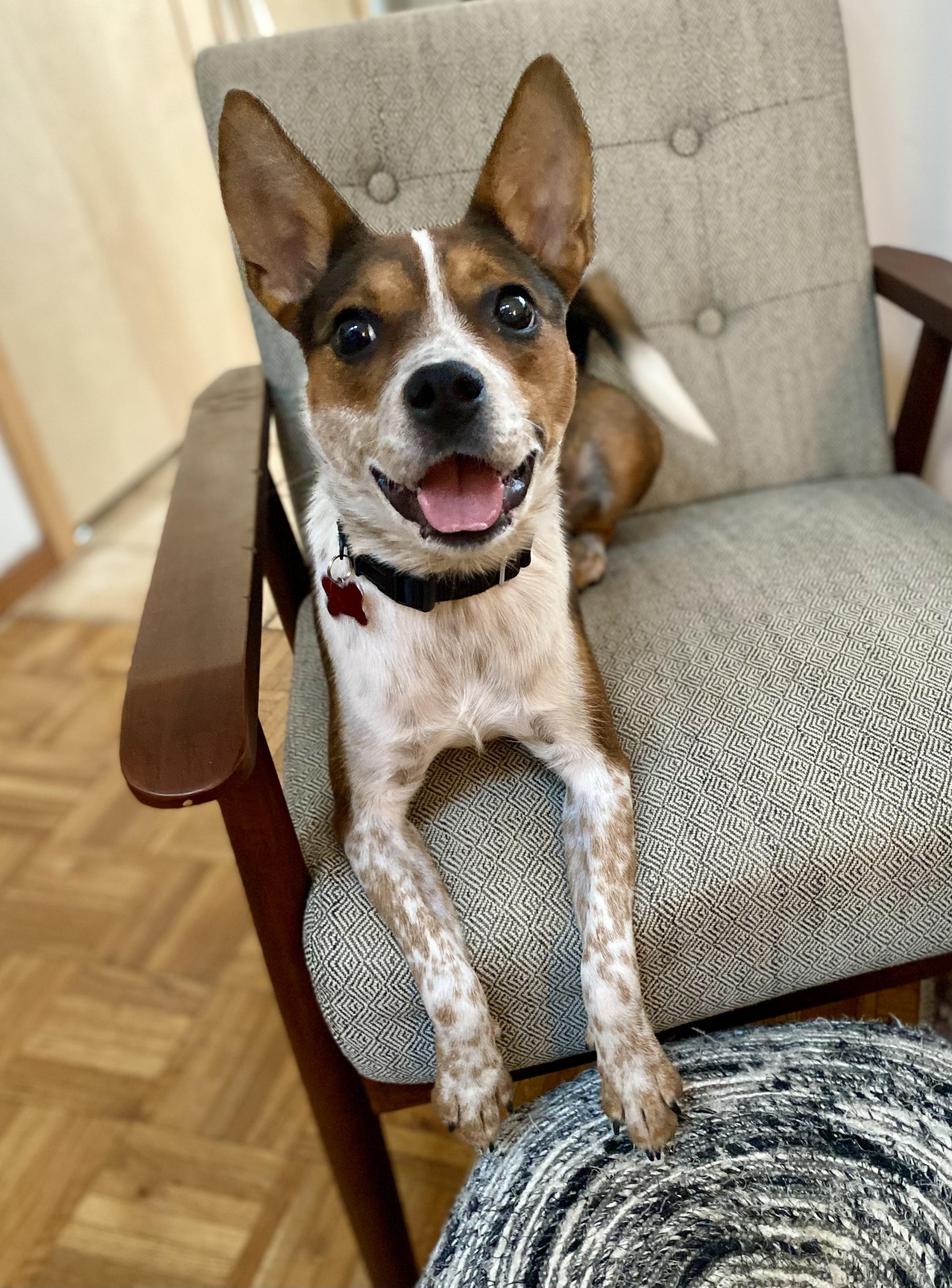 Enlarge Tinker, a Adoptable mixed breed in Detroit, MI image 1/4