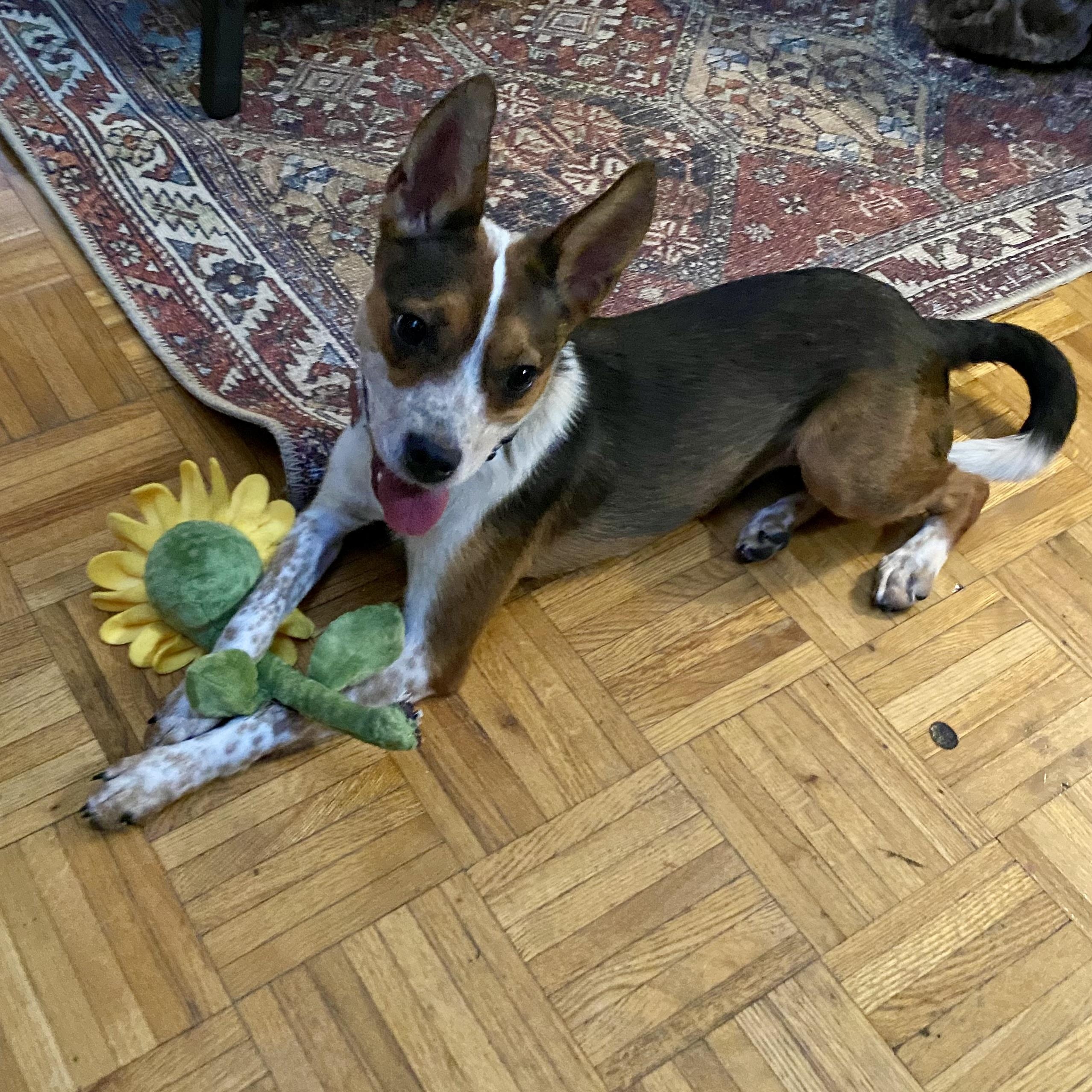 Enlarge Tinker, a Adoptable mixed breed in Detroit, MI image 3/4