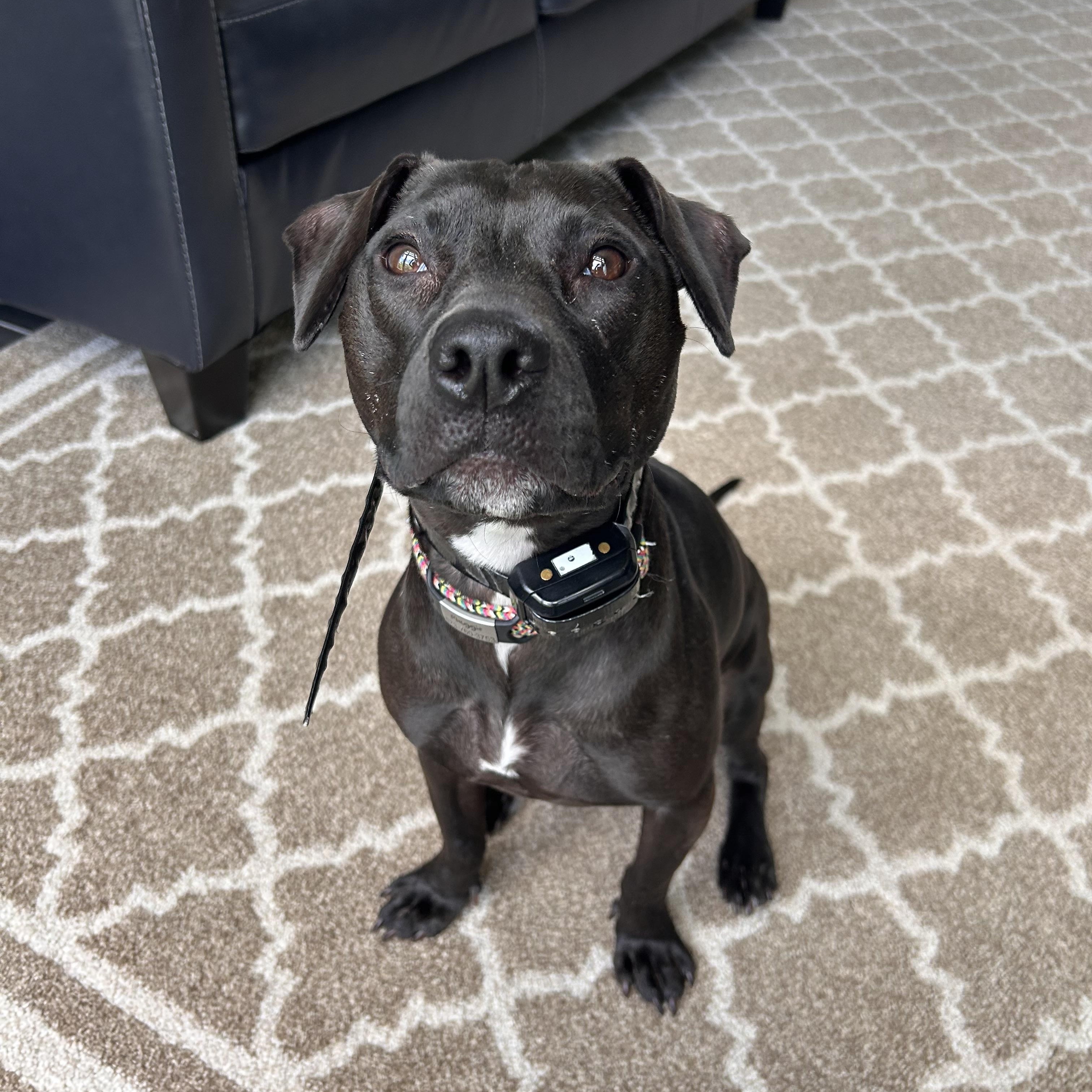 Maggie, adoptable, Adult Female American Staffordshire Terrier.