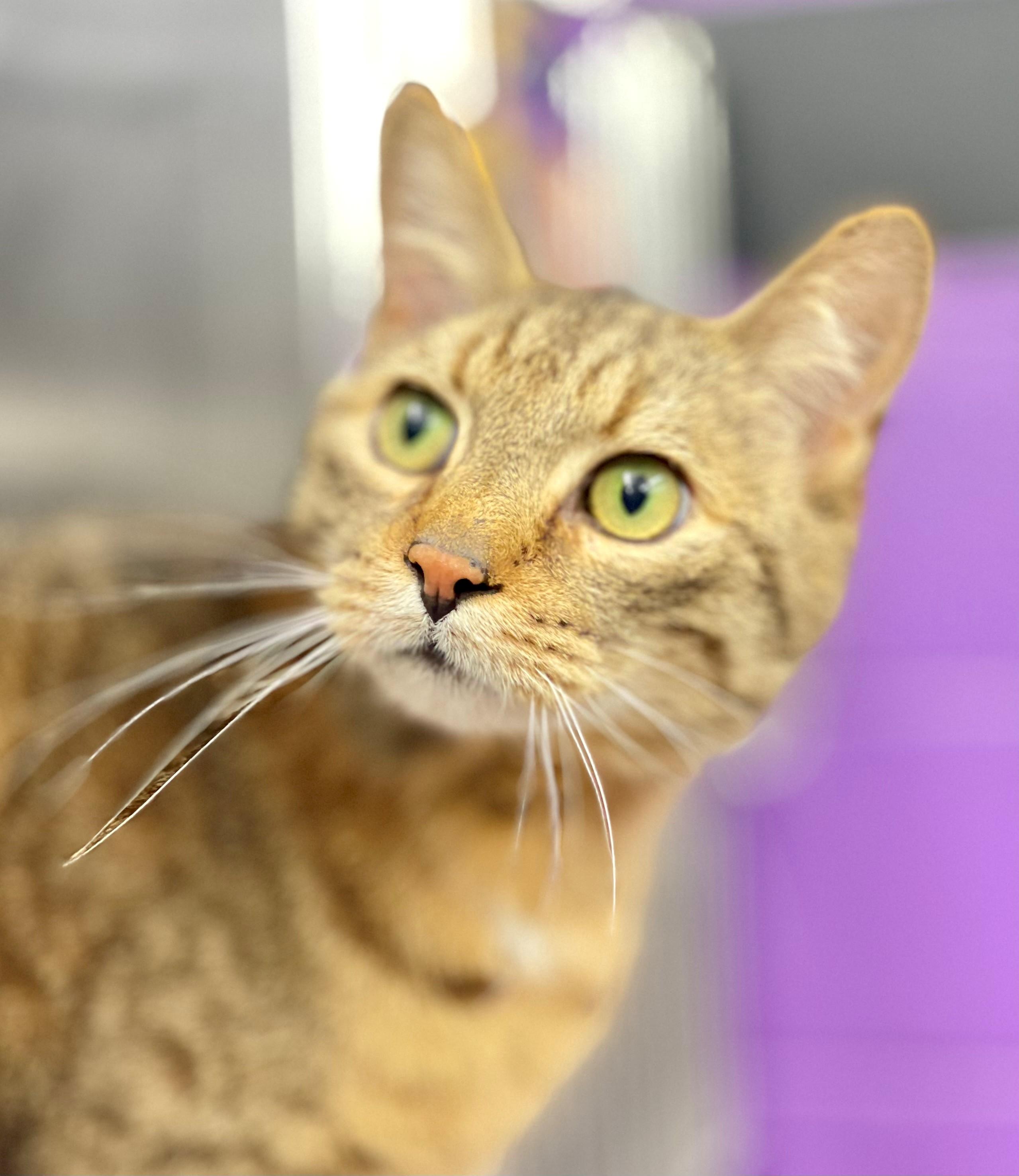 Enlarge Picasso, an adopted Domestic Short Hair in Hamilton, ON image 2/4