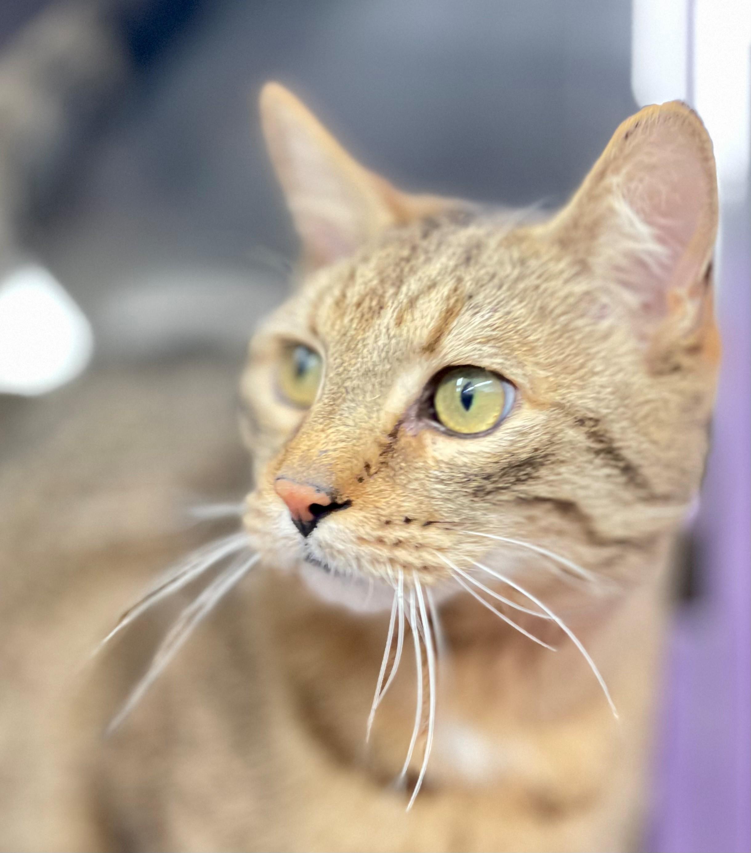 Enlarge Picasso, an adopted Domestic Short Hair in Hamilton, ON image 4/4