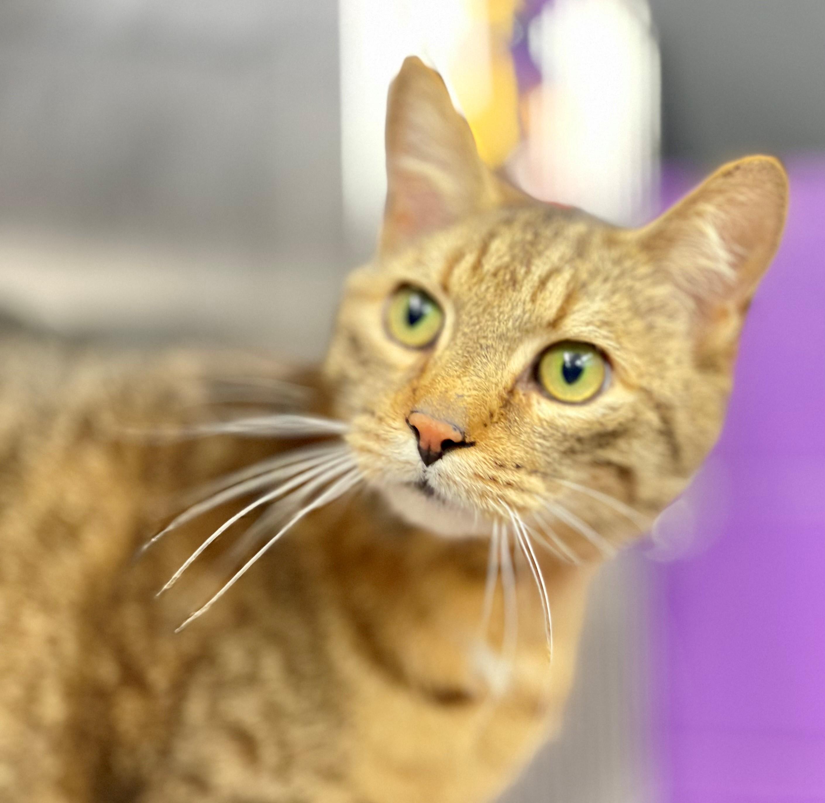 Picasso, adopted, Adult Male Domestic Short Hair.