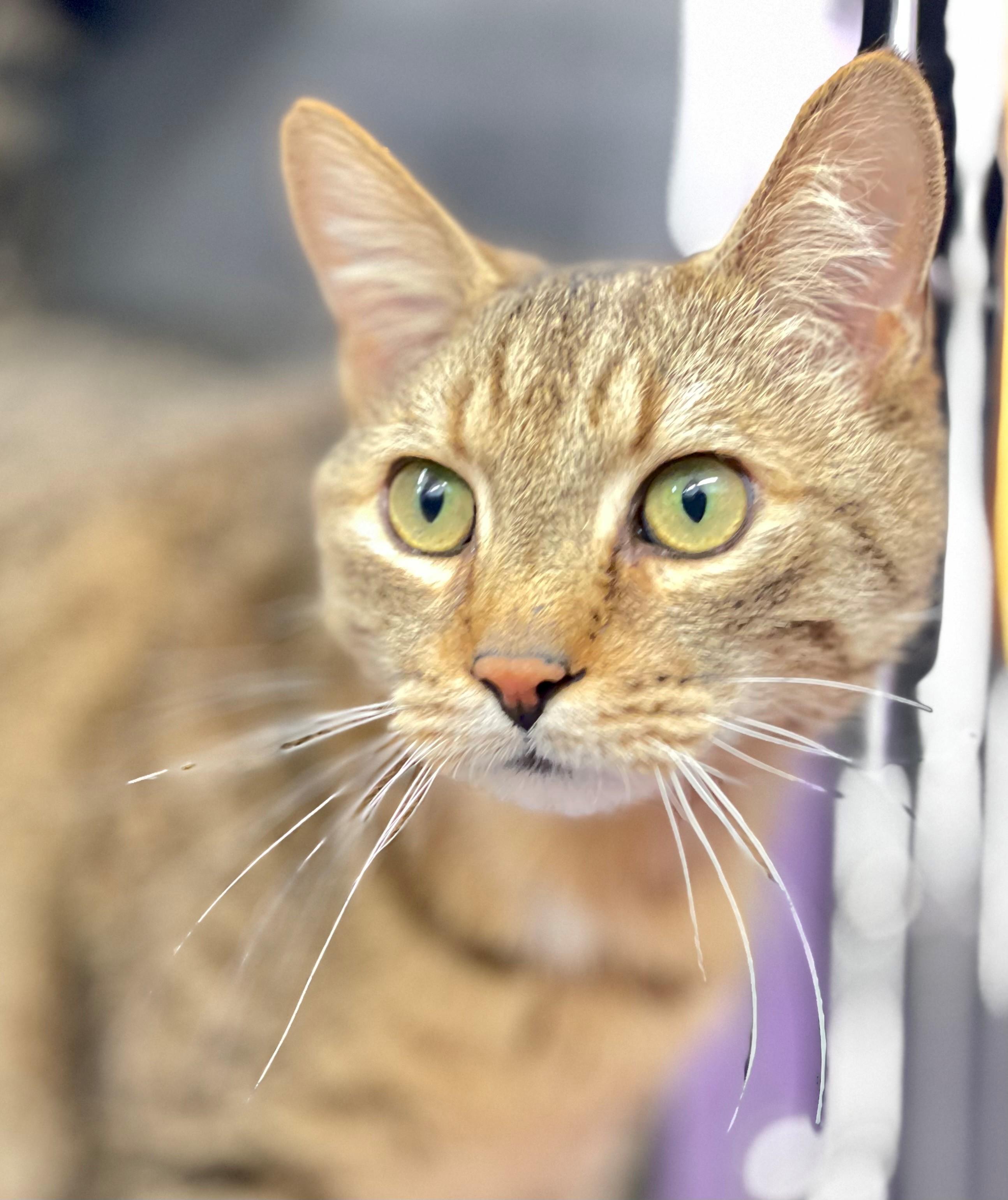 Enlarge Picasso, an adopted Domestic Short Hair in Hamilton, ON image 3/4