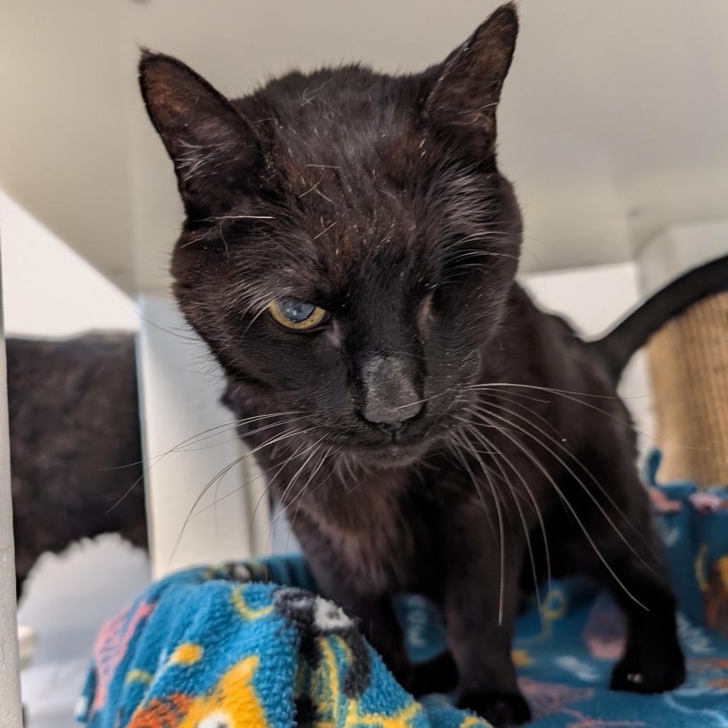 Willie, Adoptable, Senior Male Domestic Short Hair.