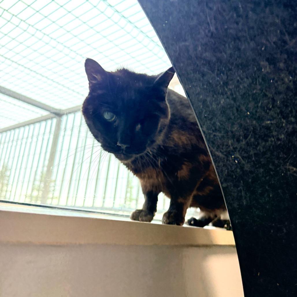 Willie, a Adoptable Domestic Short Hair in Great Falls, MT image 1/3