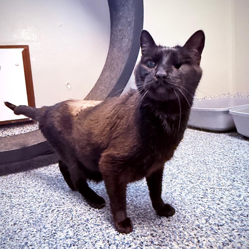 Willie, a Adoptable Domestic Short Hair in Great Falls, MT image 3/3