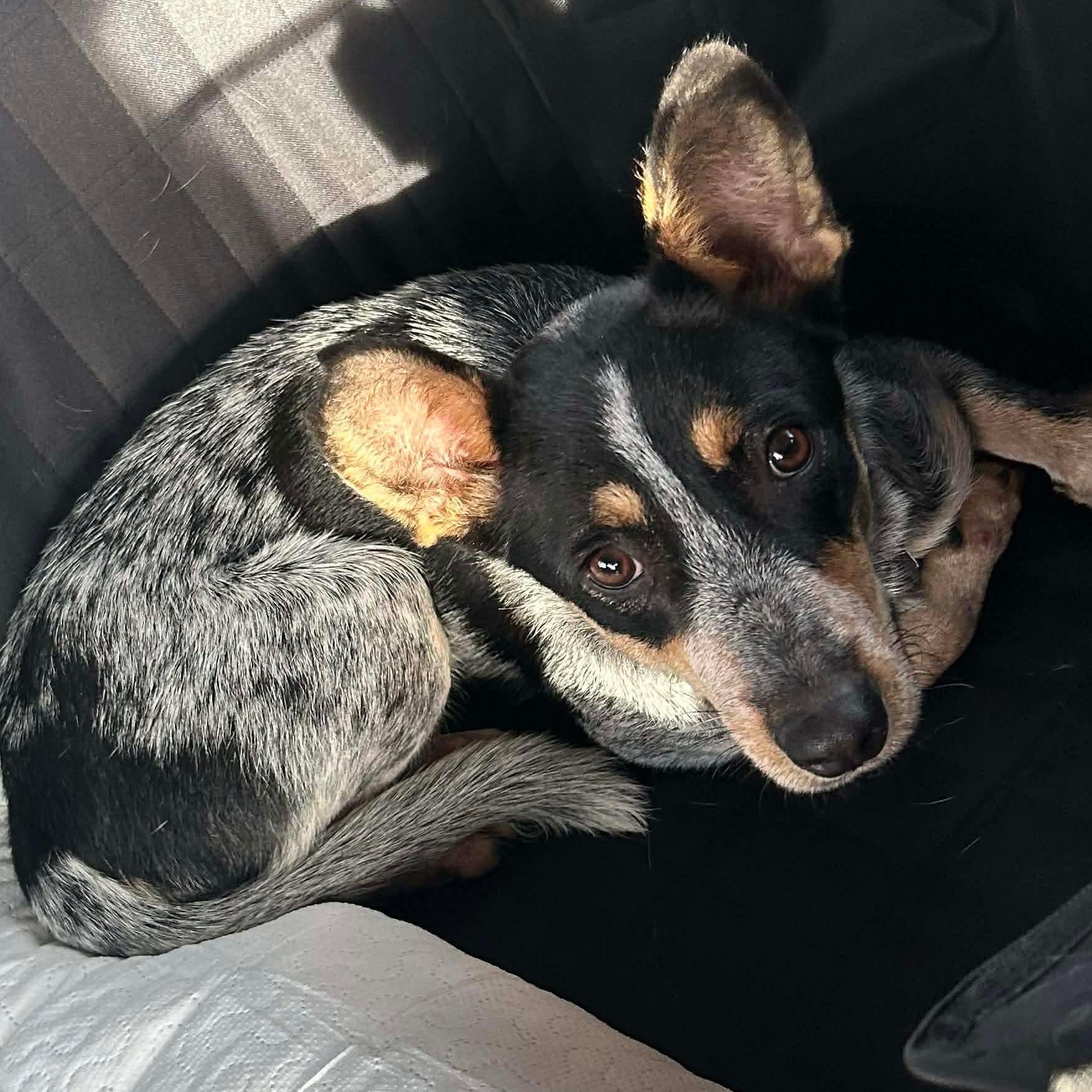 Enlarge Dixie, a ADOPTABLE Australian Cattle Dog / Blue Heeler in Springtown , TX image 1/6