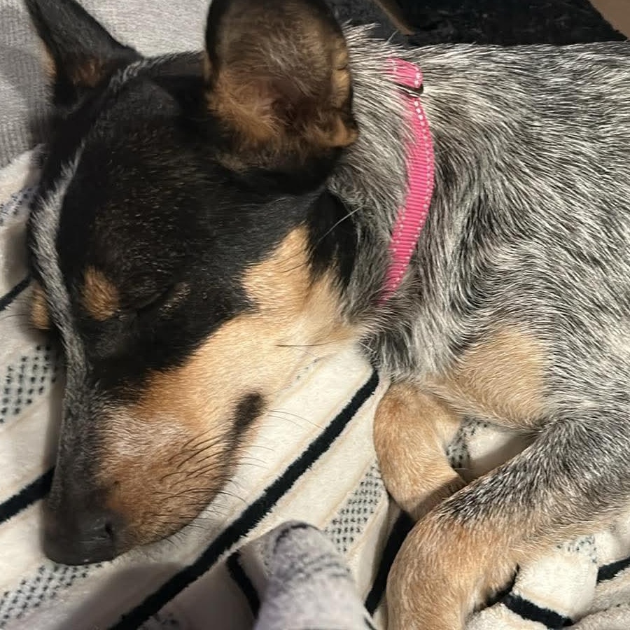 Enlarge Dixie, a ADOPTABLE Australian Cattle Dog / Blue Heeler in Springtown , TX image 4/6