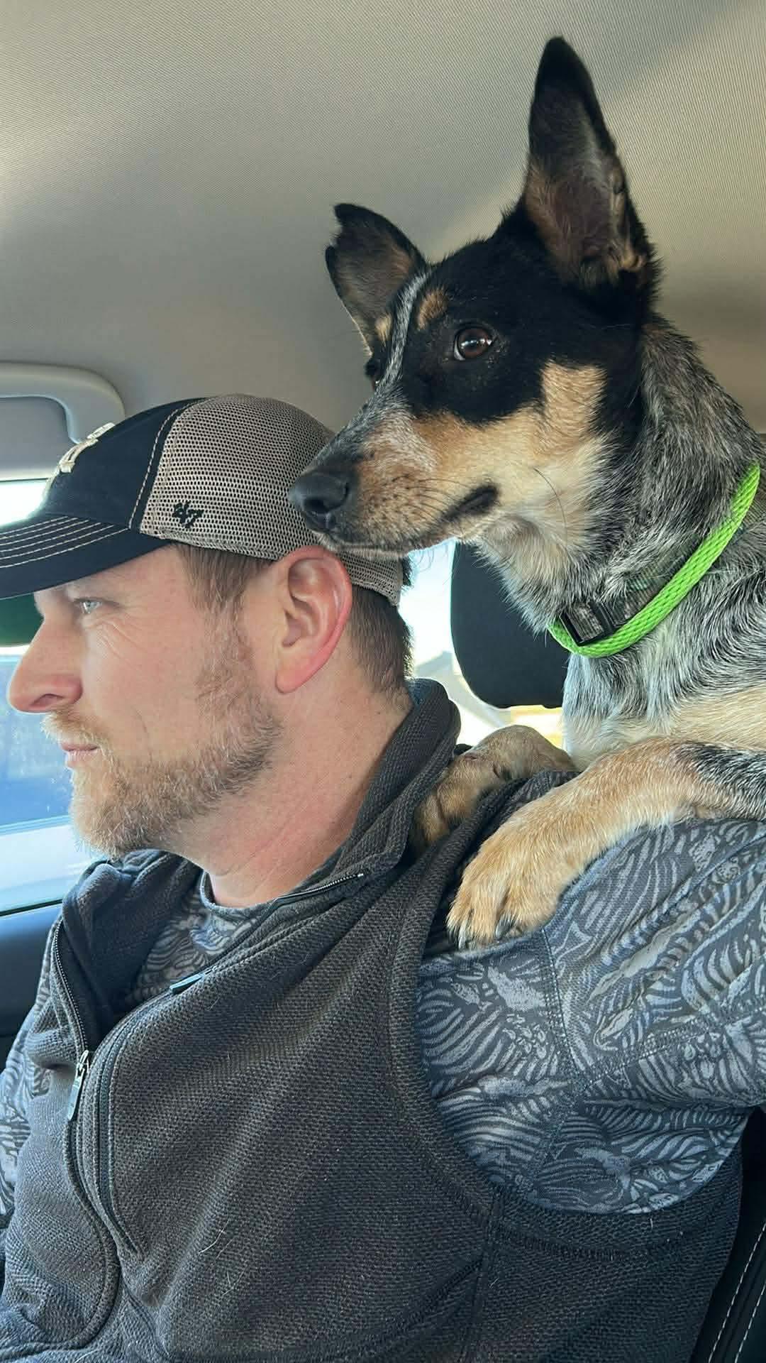 Enlarge Dixie, a ADOPTABLE Australian Cattle Dog / Blue Heeler in Springtown , TX image 5/6