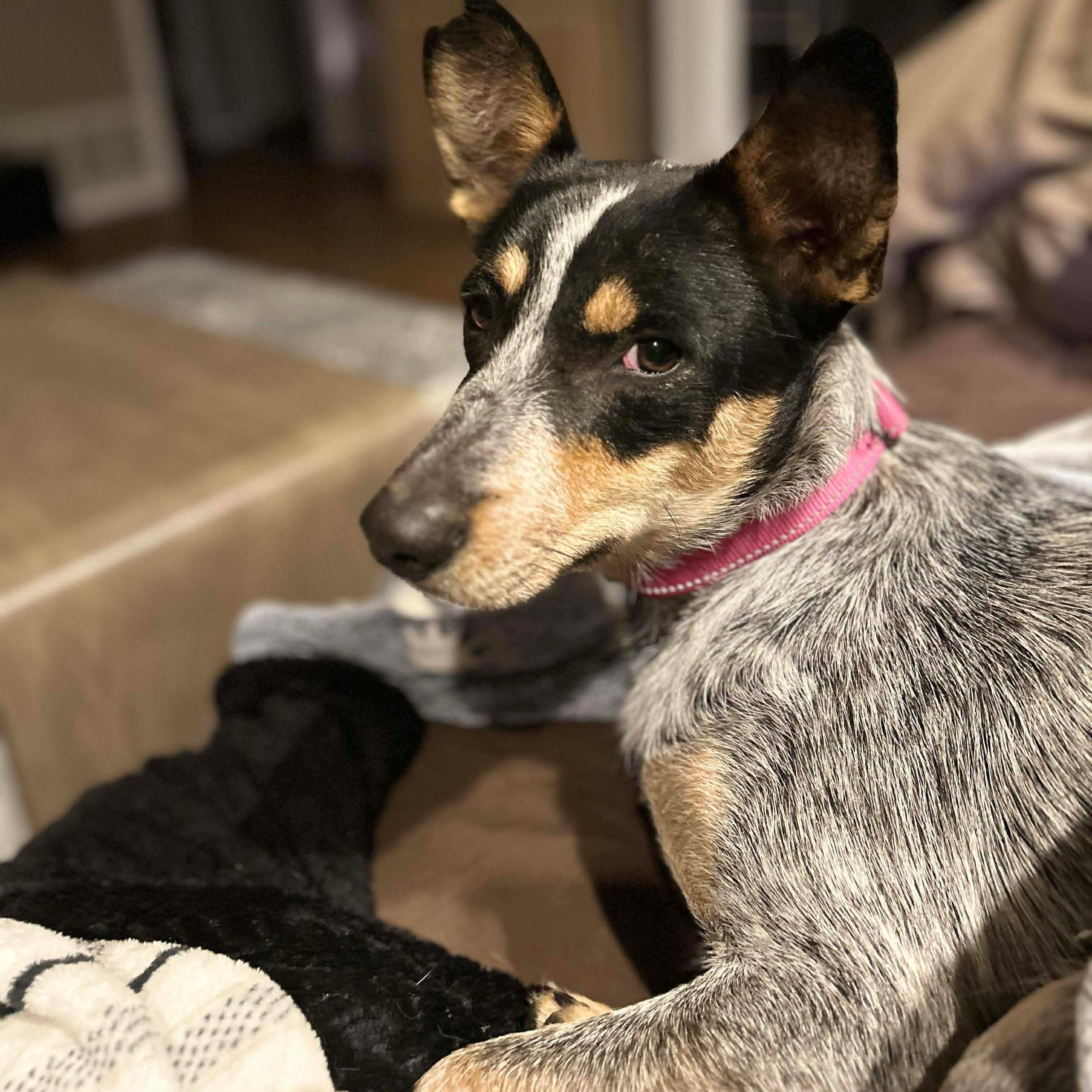 Enlarge Dixie, a ADOPTABLE Australian Cattle Dog / Blue Heeler in Springtown , TX image 2/6