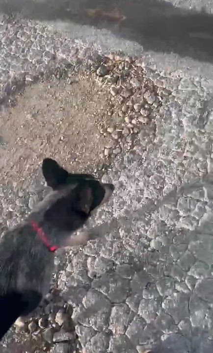 Enlarge Dixie, a ADOPTABLE Australian Cattle Dog / Blue Heeler in Springtown , TX video 6/6