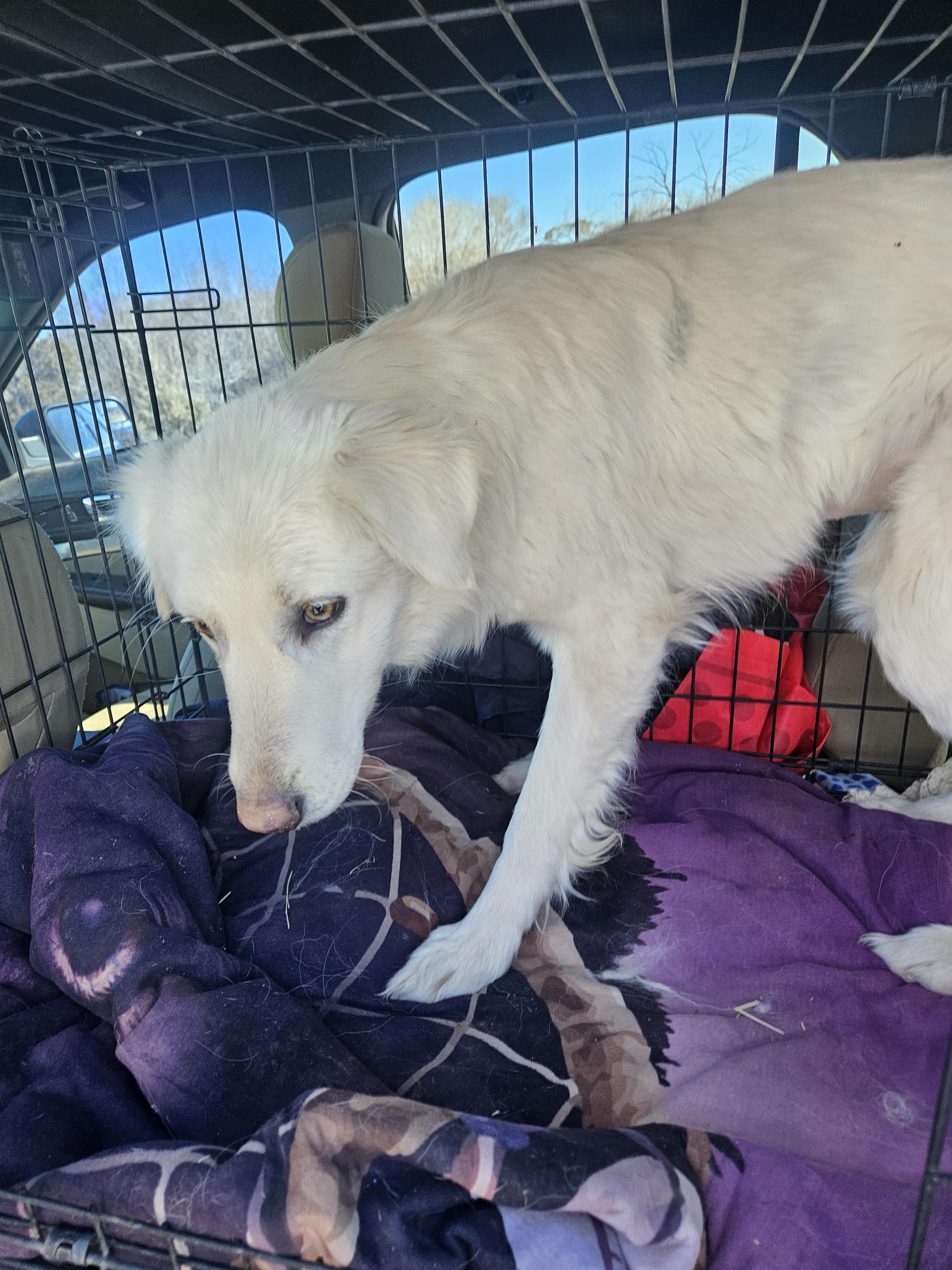 Venus, Adoptable, Adult Female Great Pyrenees.