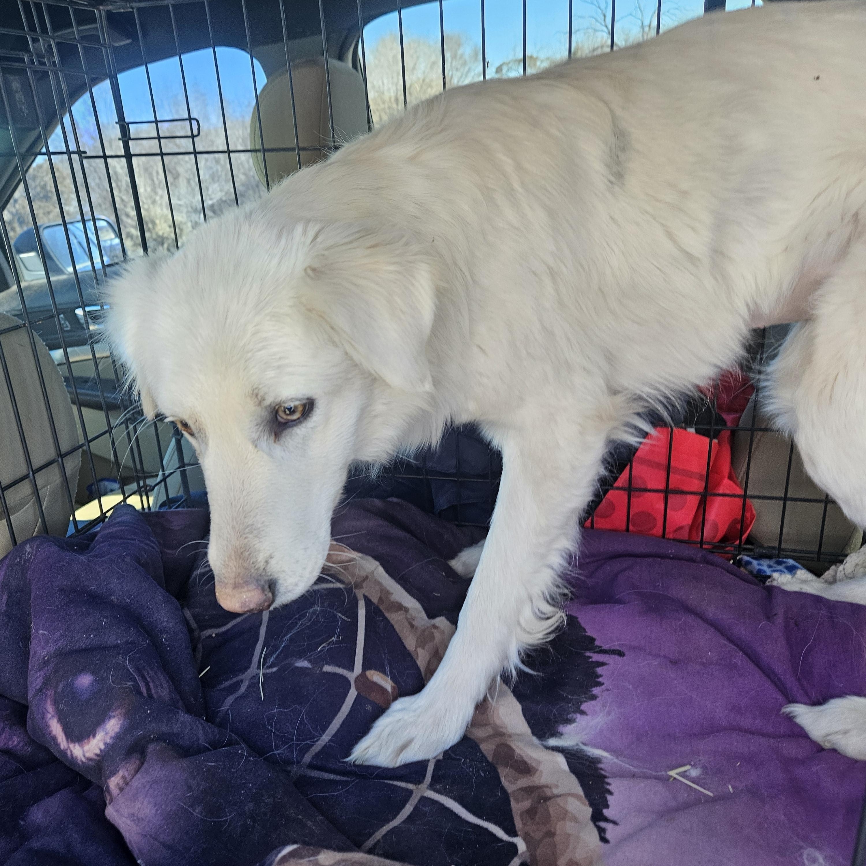 Enlarge Venus, a Adoptable Great Pyrenees in Nucla, CO image 1/1