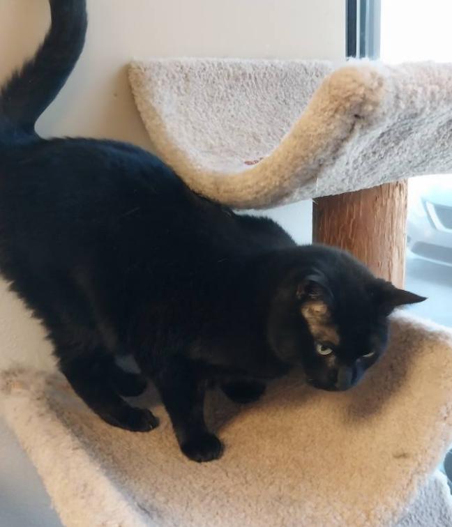 Lucinda, an adoptable Domestic Short Hair in Temple, PA_image-1