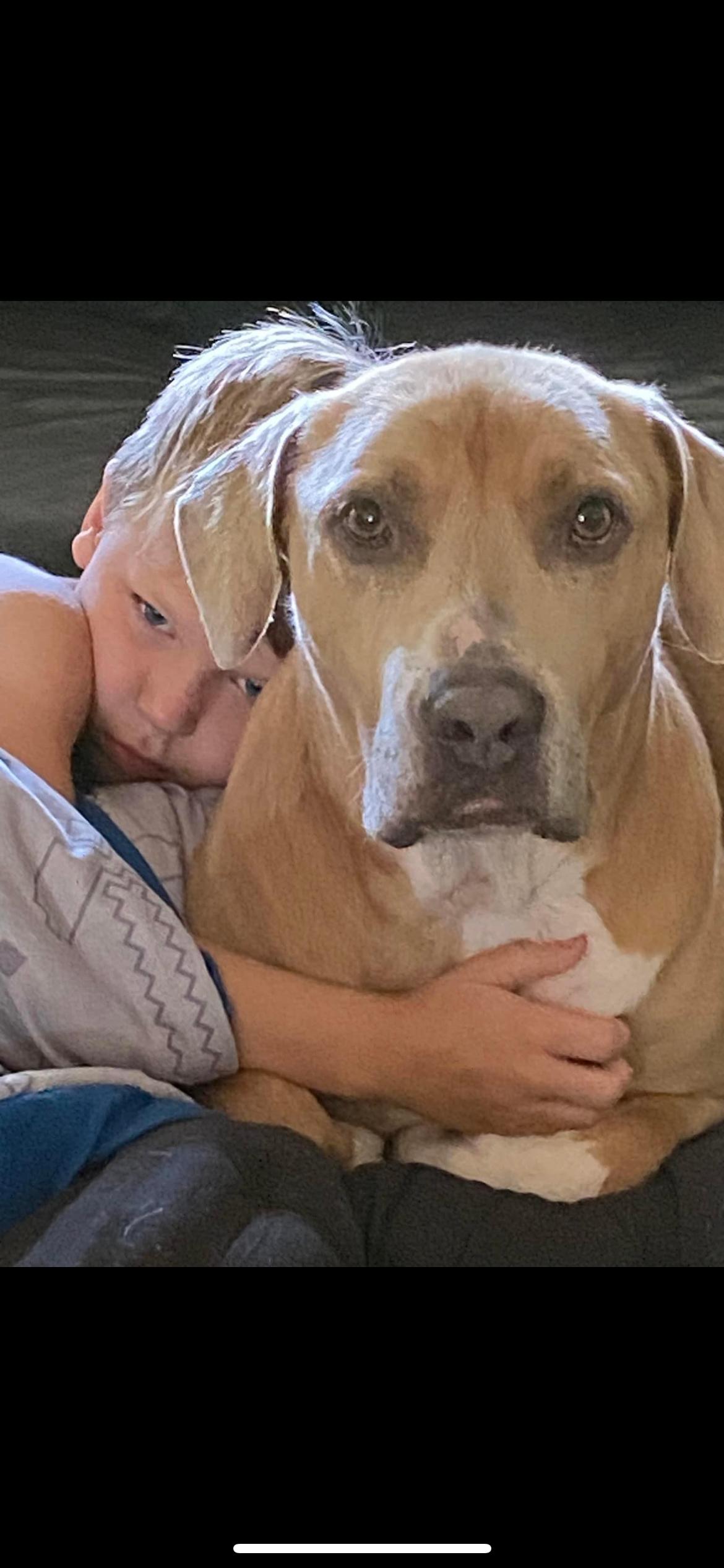 Timber, Adoptable, Adult Male Hound.