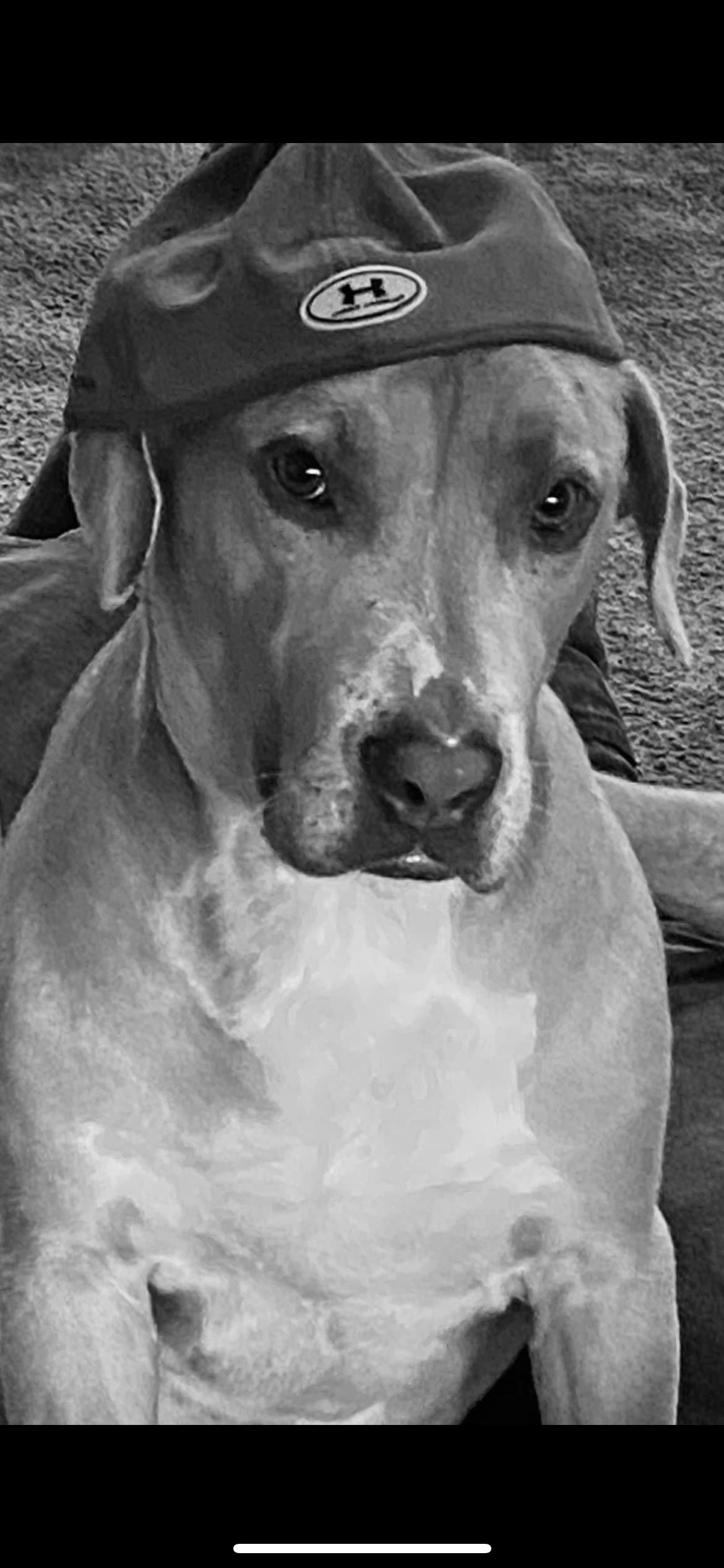 Enlarge Timber, a Adoptable Hound in Sanford, NC image 2/3