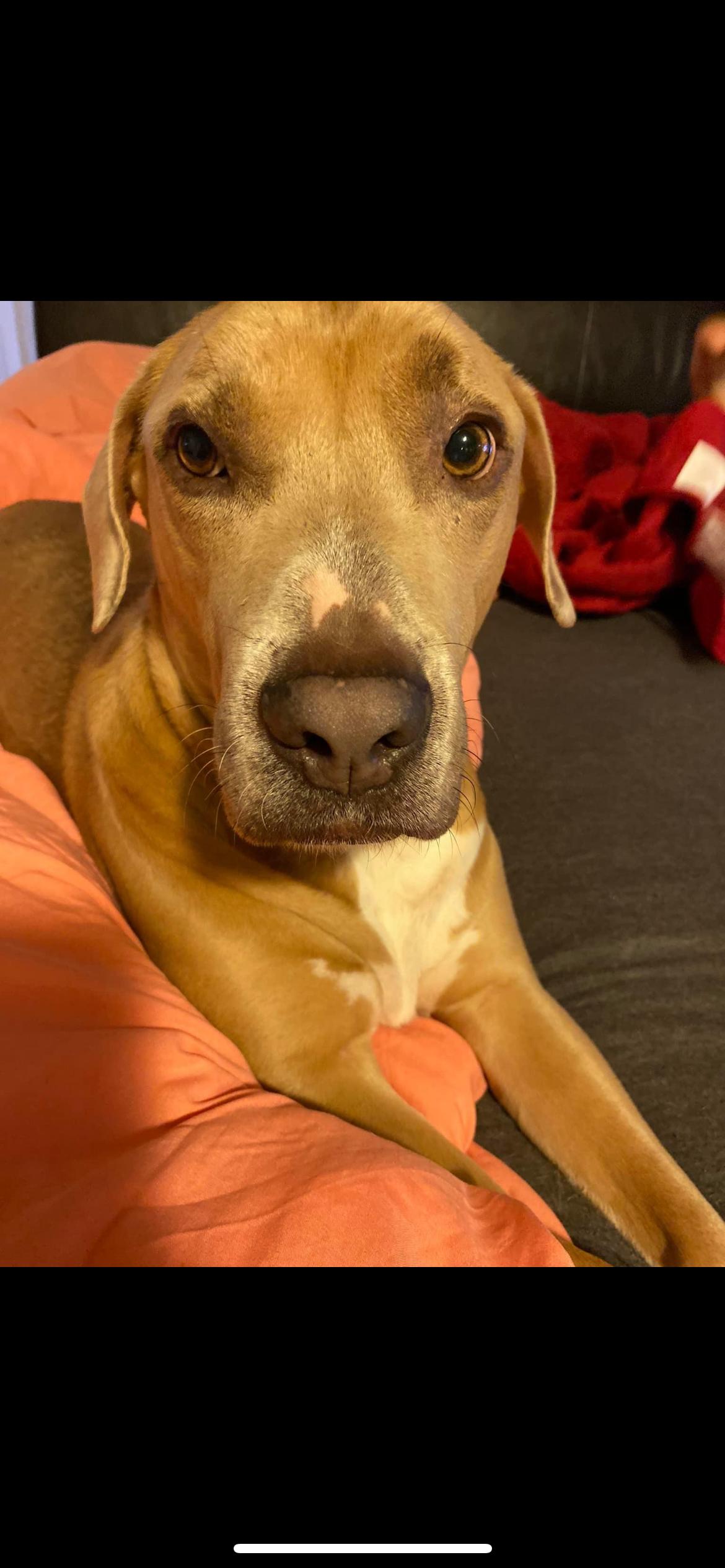 Enlarge Timber, a Adoptable Hound in Sanford, NC image 3/3