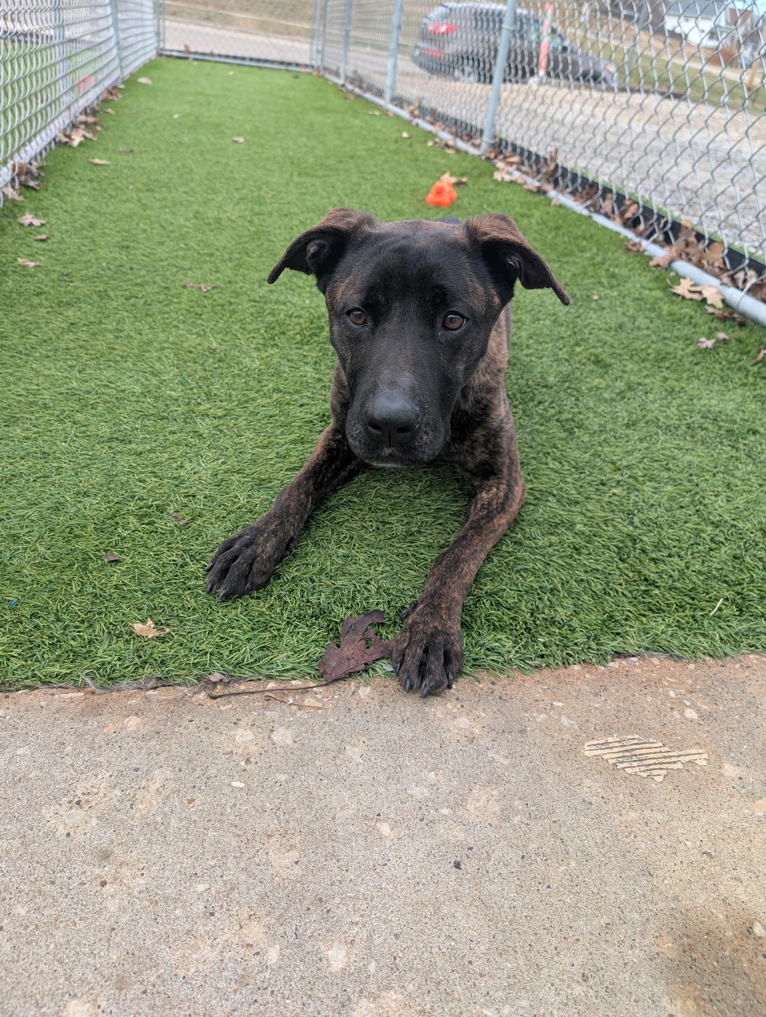 Enlarge Barbie, a Adoptable mixed breed in Cedar Rapids, IA image 2/4