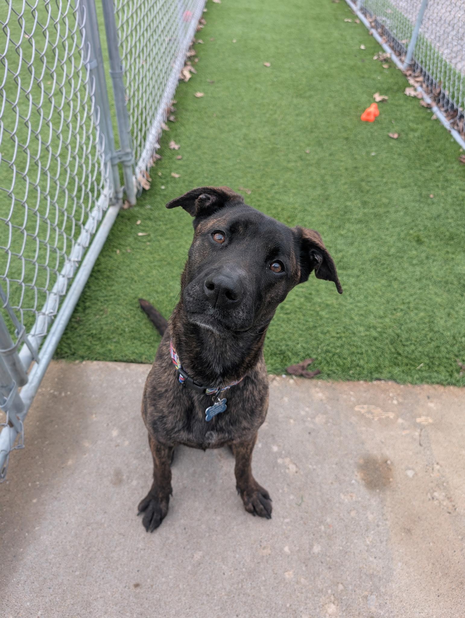 Enlarge Barbie, a Adoptable mixed breed in Cedar Rapids, IA image 3/4