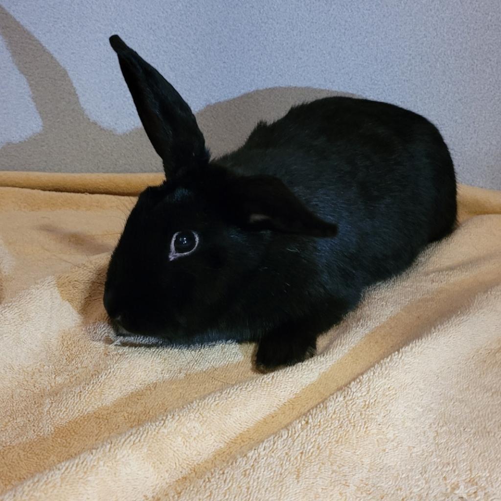 Midnight, Adoptable, Senior Female Bunny Rabbit.