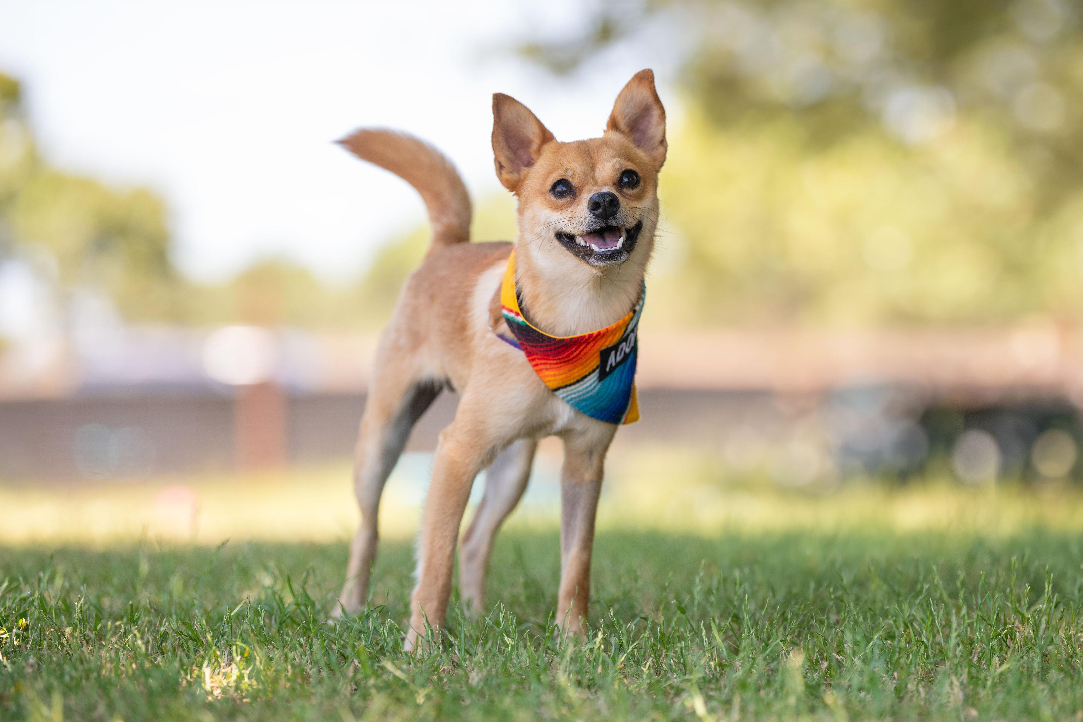 Enlarge Rocket, a ADOPTABLE mixed breed in Santa Rosa, CA image 1/6