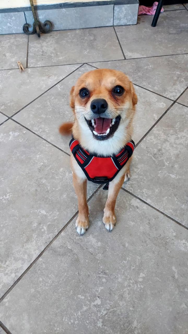 Enlarge Rocket, a ADOPTABLE mixed breed in Santa Rosa, CA image 6/6