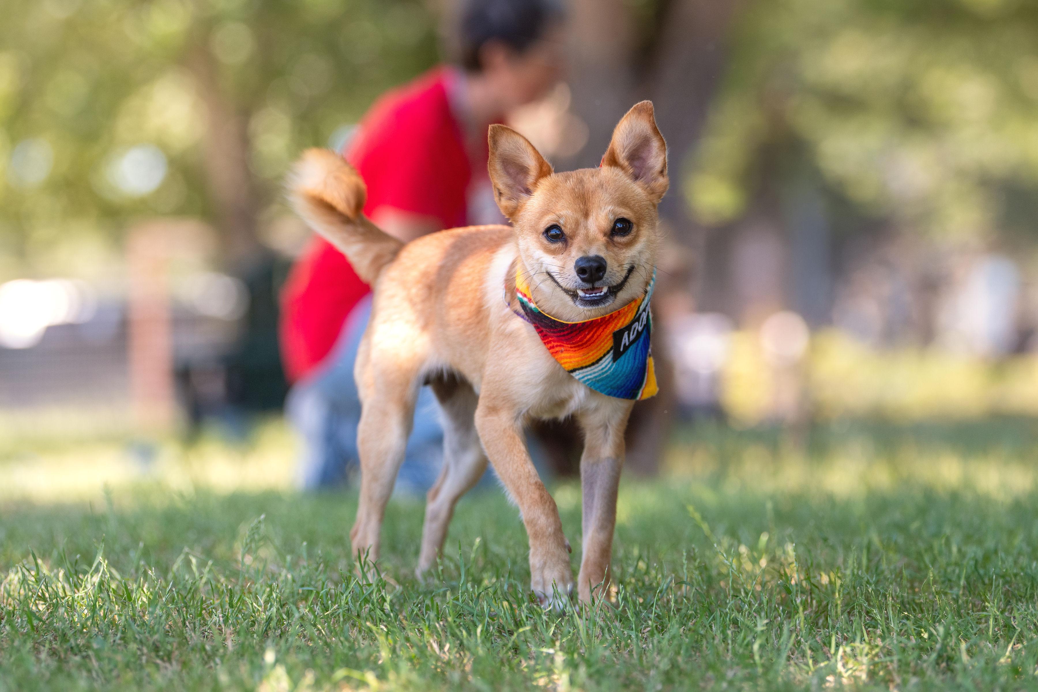 Enlarge Rocket, a ADOPTABLE mixed breed in Santa Rosa, CA image 3/6