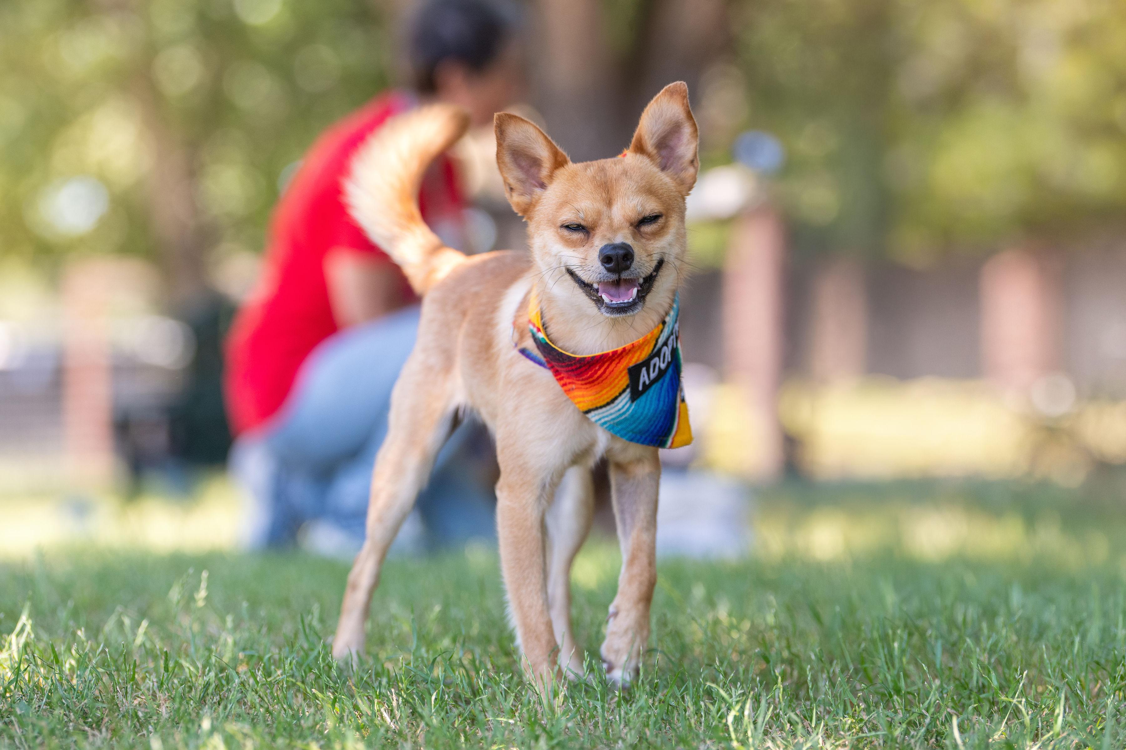 Enlarge Rocket, a ADOPTABLE mixed breed in Santa Rosa, CA image 5/6
